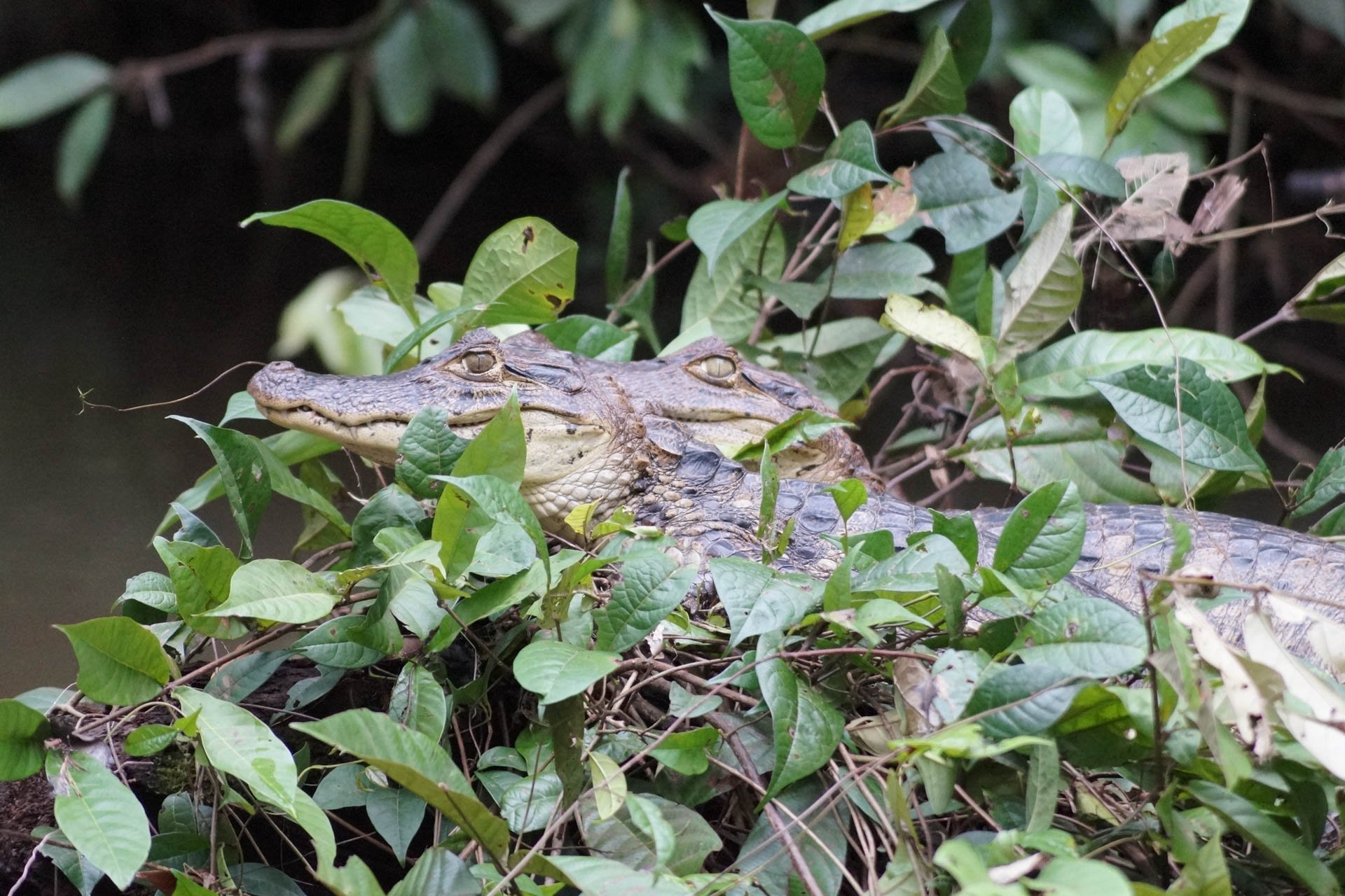 Mawamba Lodge - Spectacled Caiman at Tortuguero National Park