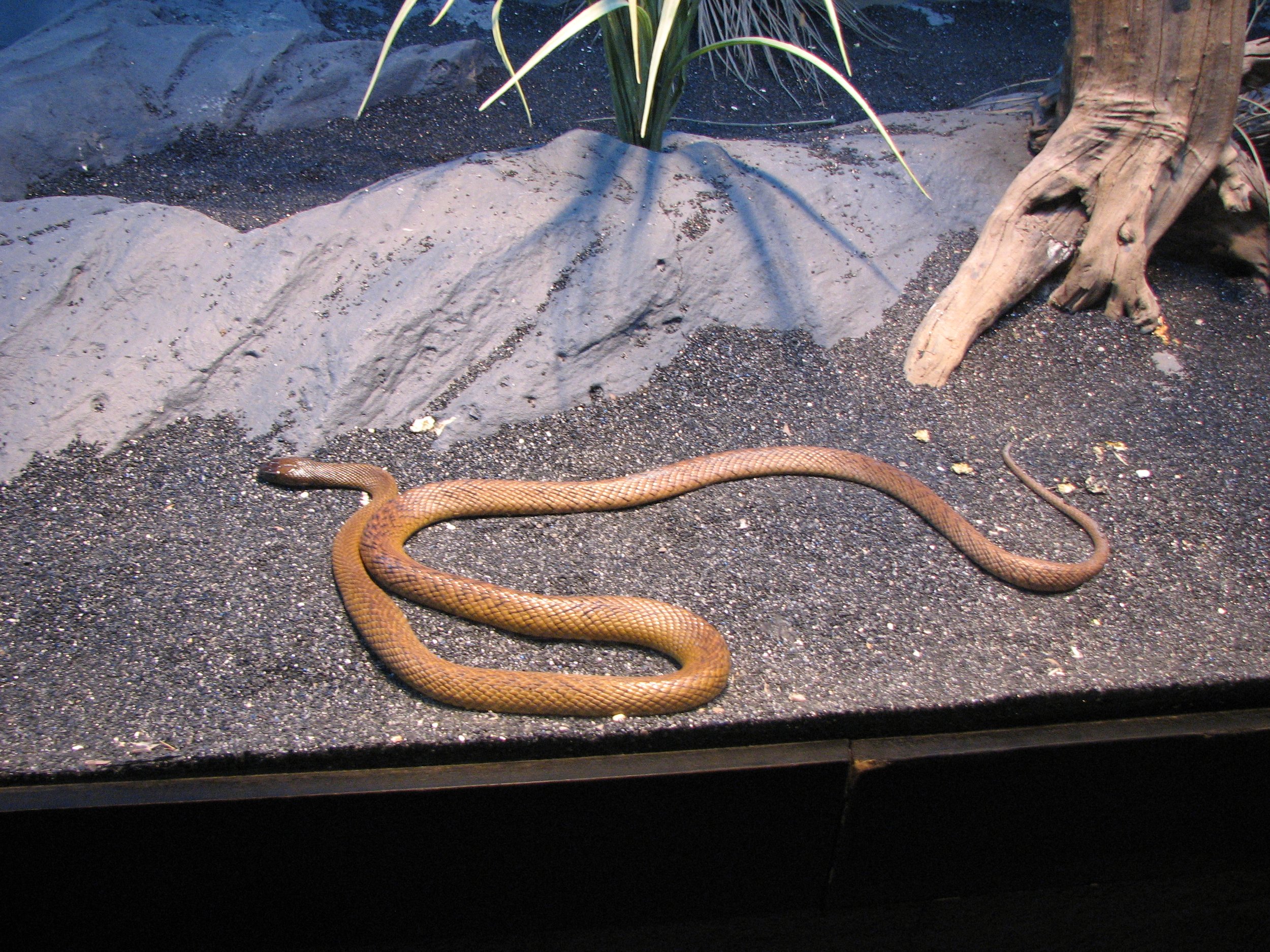 Featherdale Sydney Wildlife Park - Inland Taipan