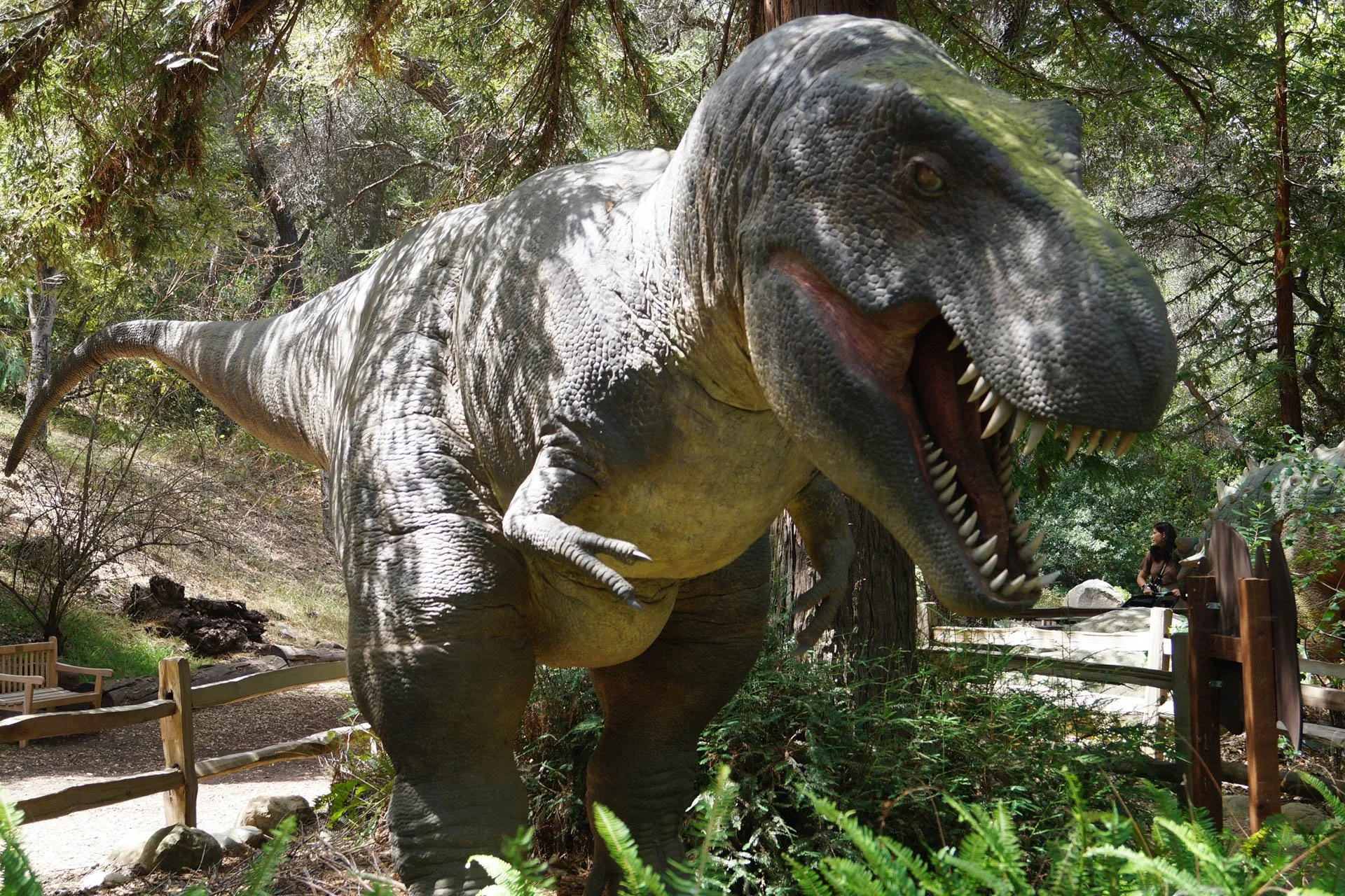 Museum of Natural History: Tyrannosaurus