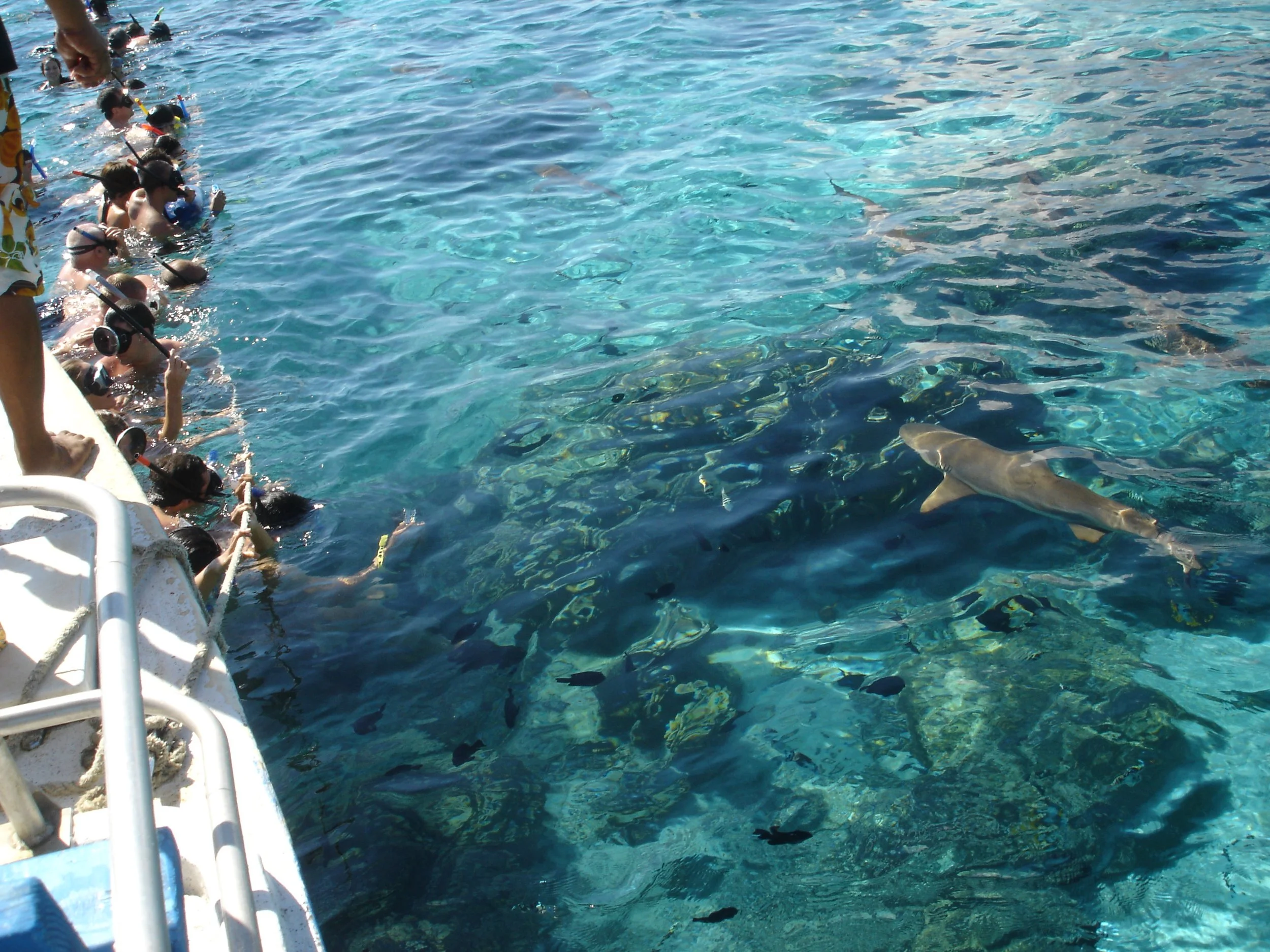 Moorea - Black-tipped Reef Sharks