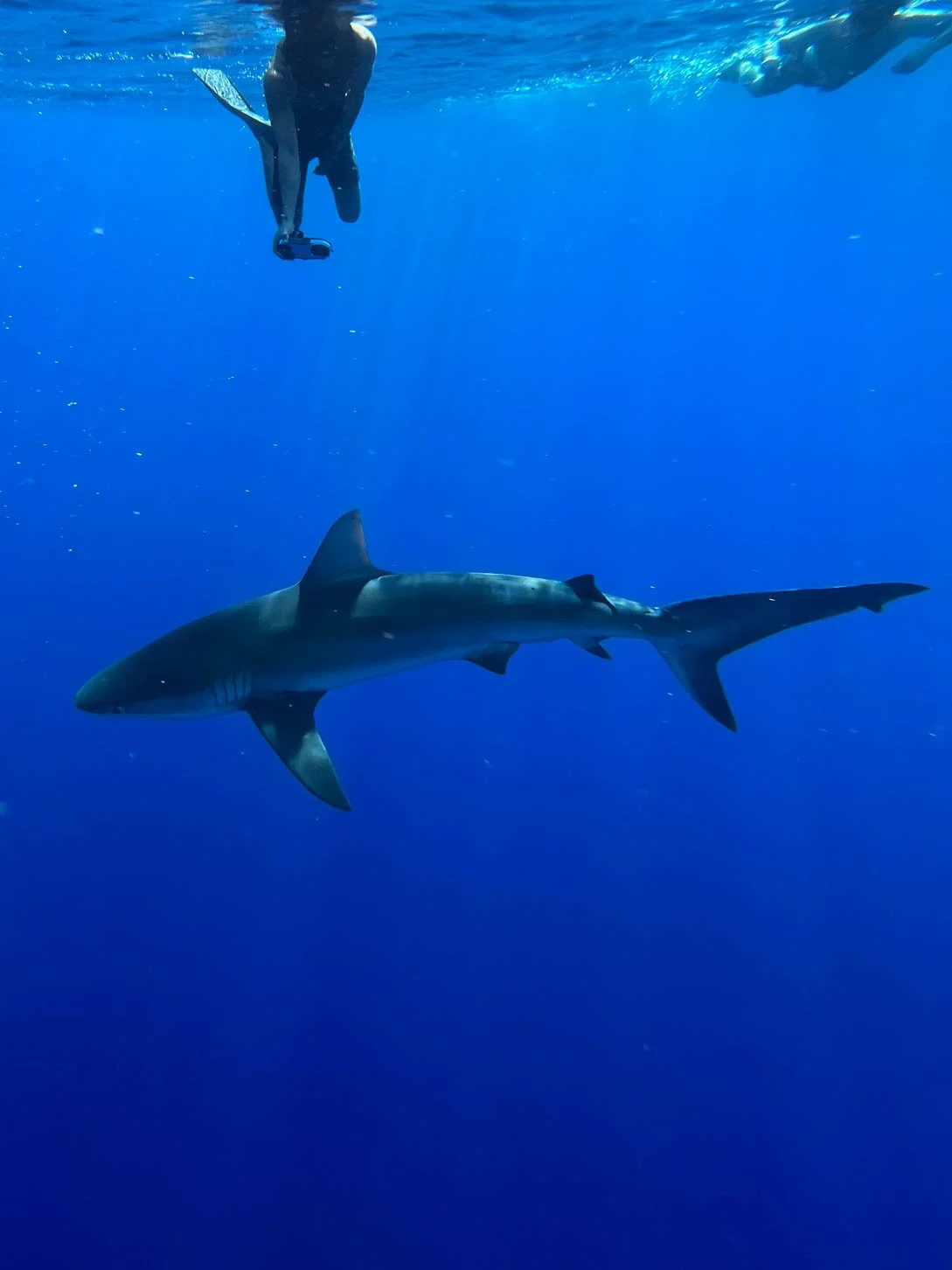 Shark Diving off Oahu - Galapagos Shark