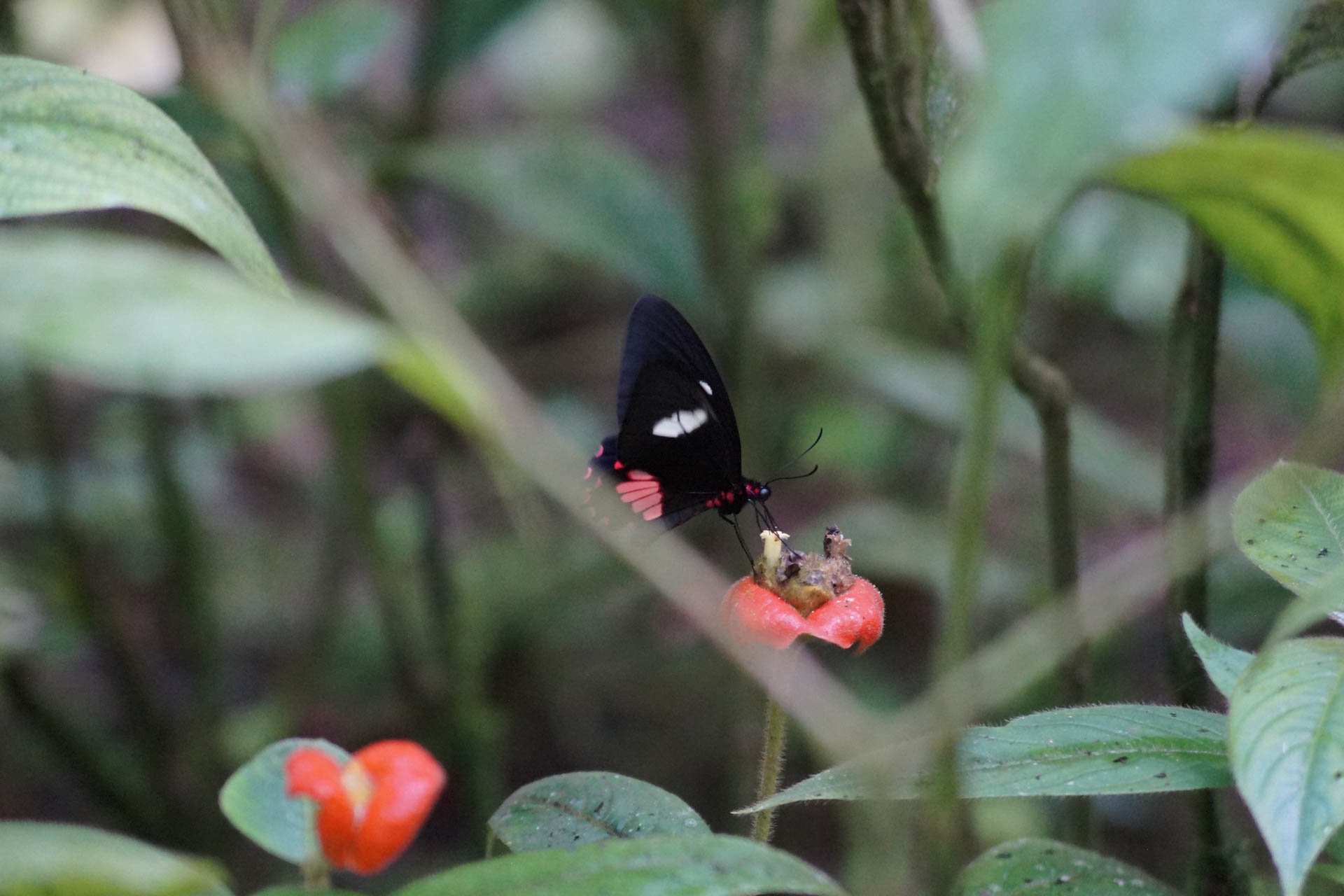 Ecocentro Danaus - Butterfly