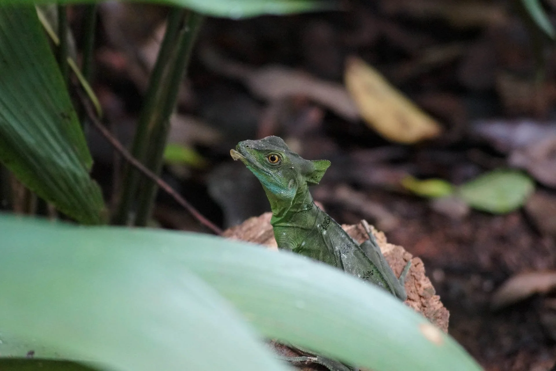 Ecocentro Danaus - Basilisk Lizard at Ecocentro Danaus