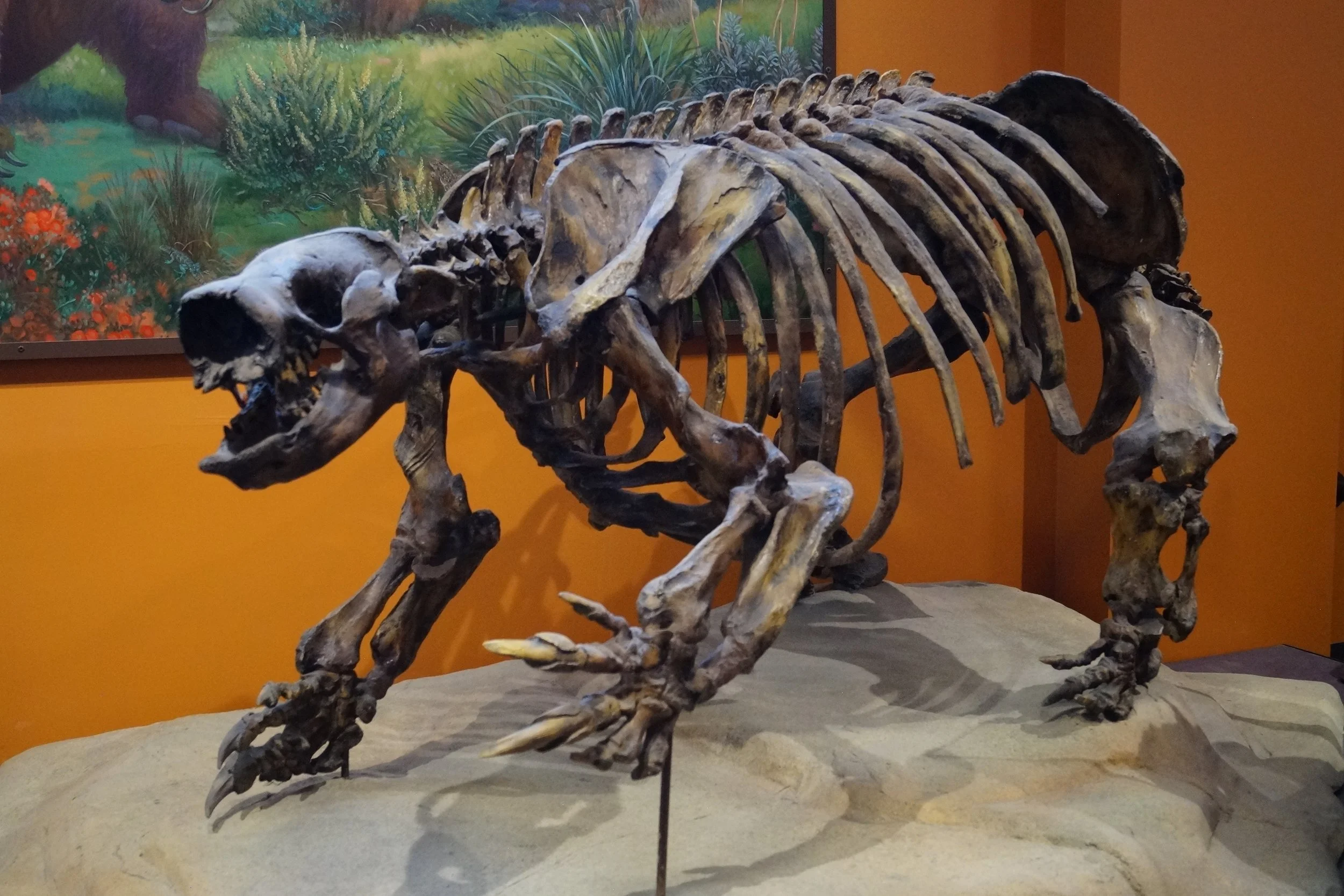 Balboa Park: Natural History Museum - Harlan’s Ground Sloth