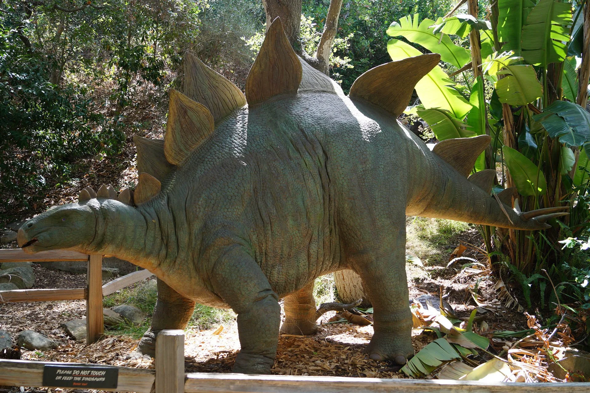 Museum of Natural History: Stegosaurus