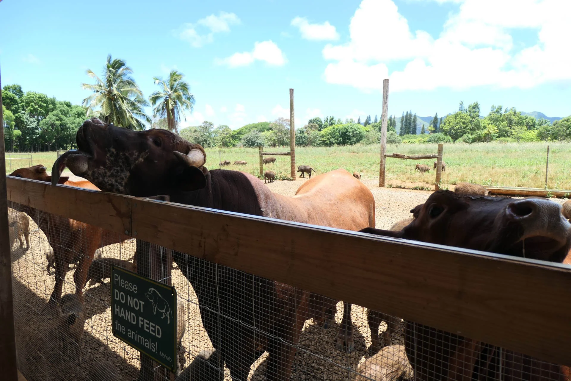 Kilohana Plantation - Kauai Plantation Railway