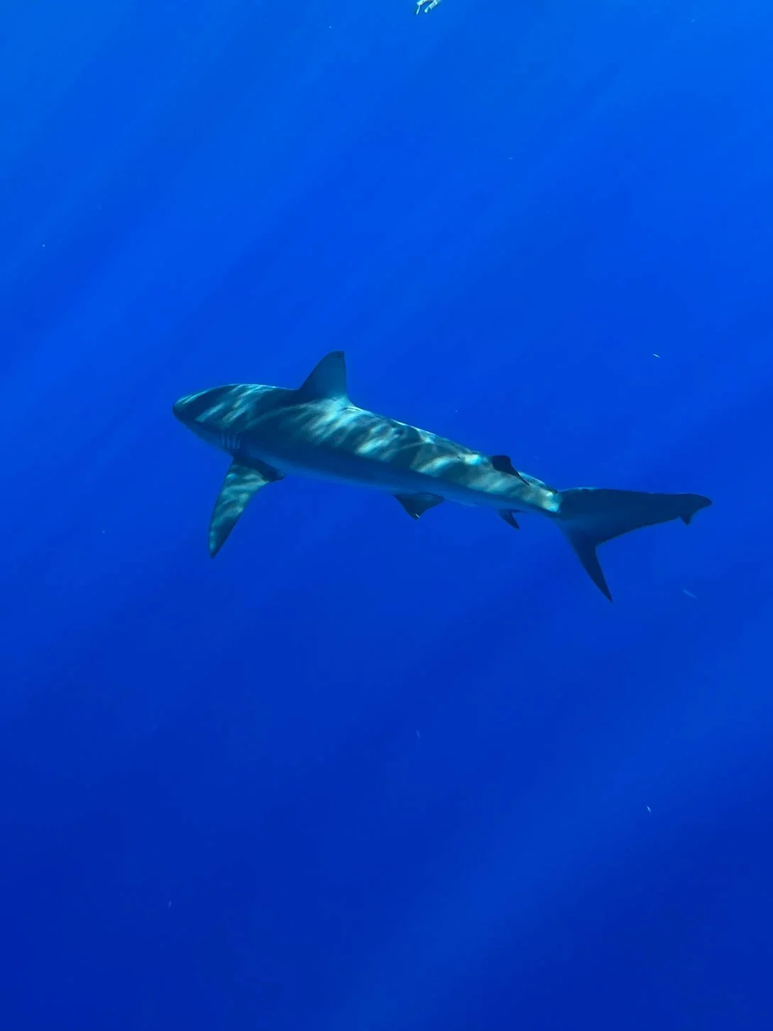Shark Diving off Oahu - Galapagos Shark