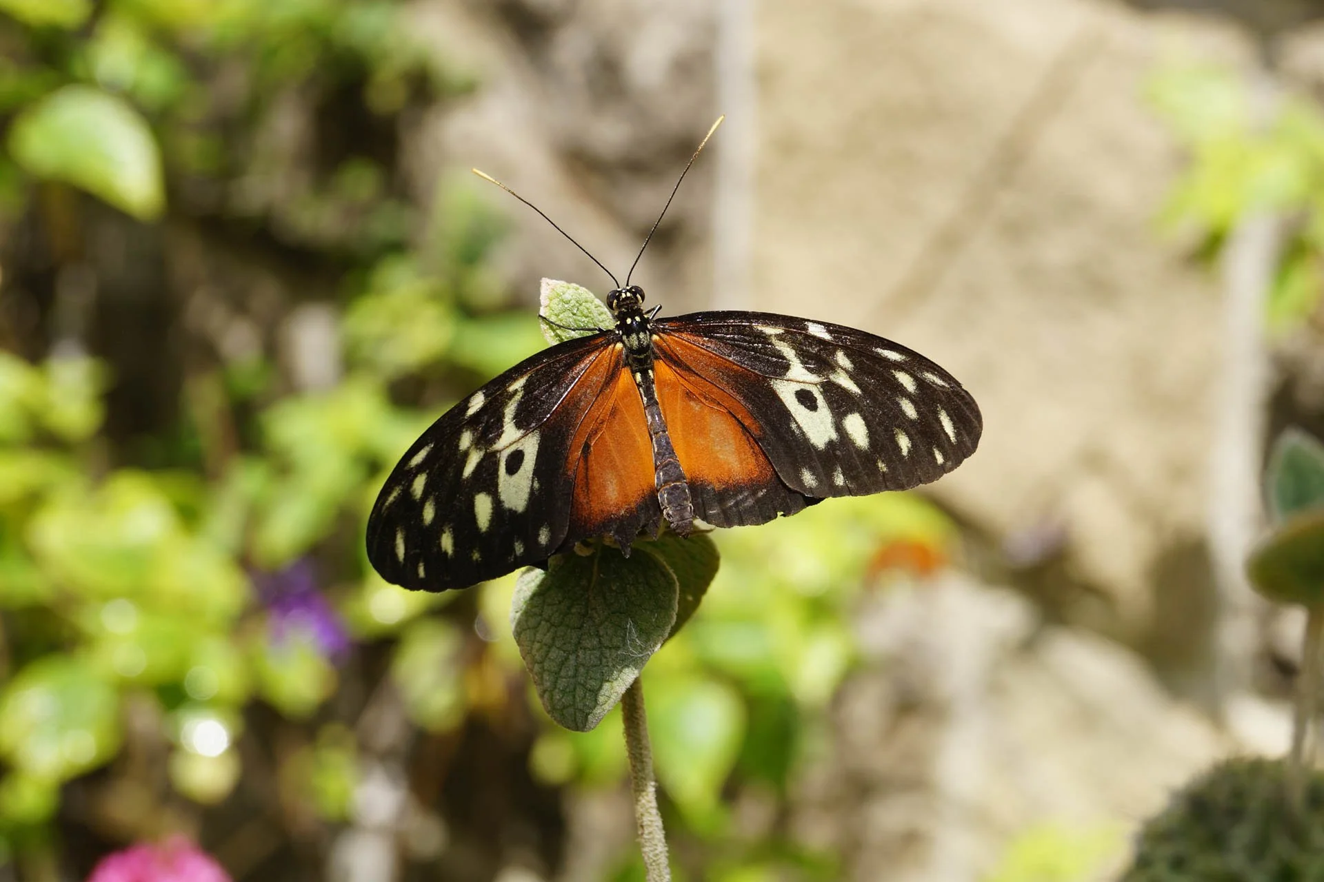 Museum of Natural History: Butterflies Alive – Tiger Longwing