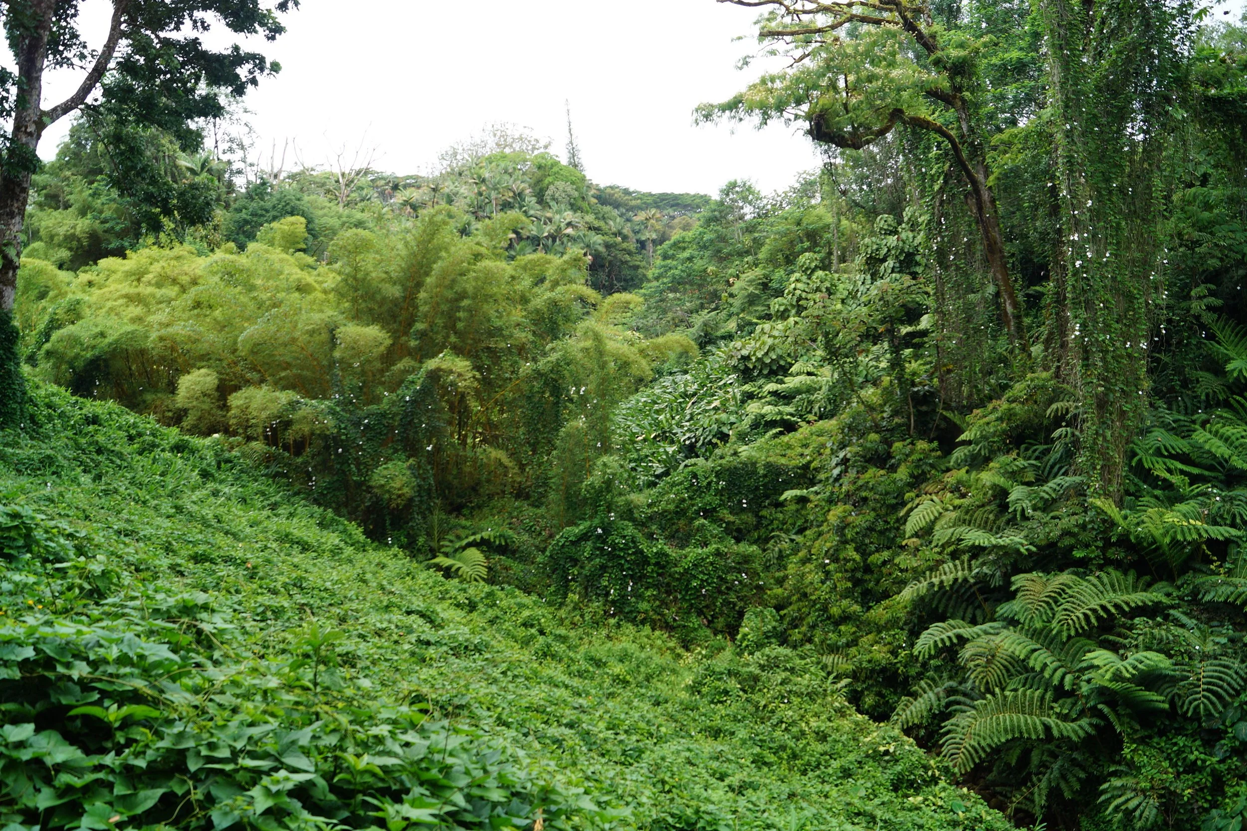 Scenic Drive - Akaka Falls Trail