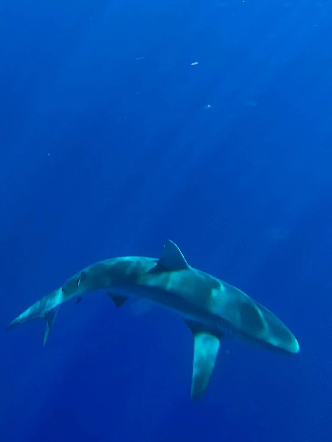 Shark Diving off Oahu - Galapagos Shark