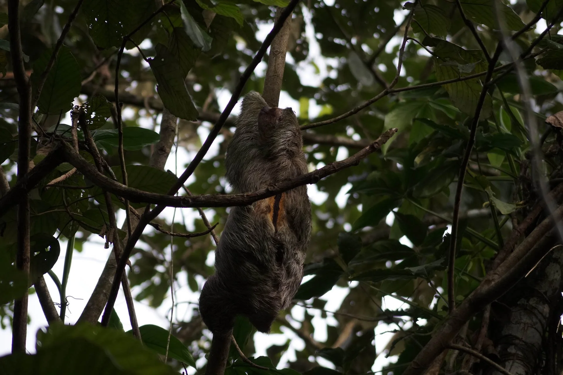 Sloth