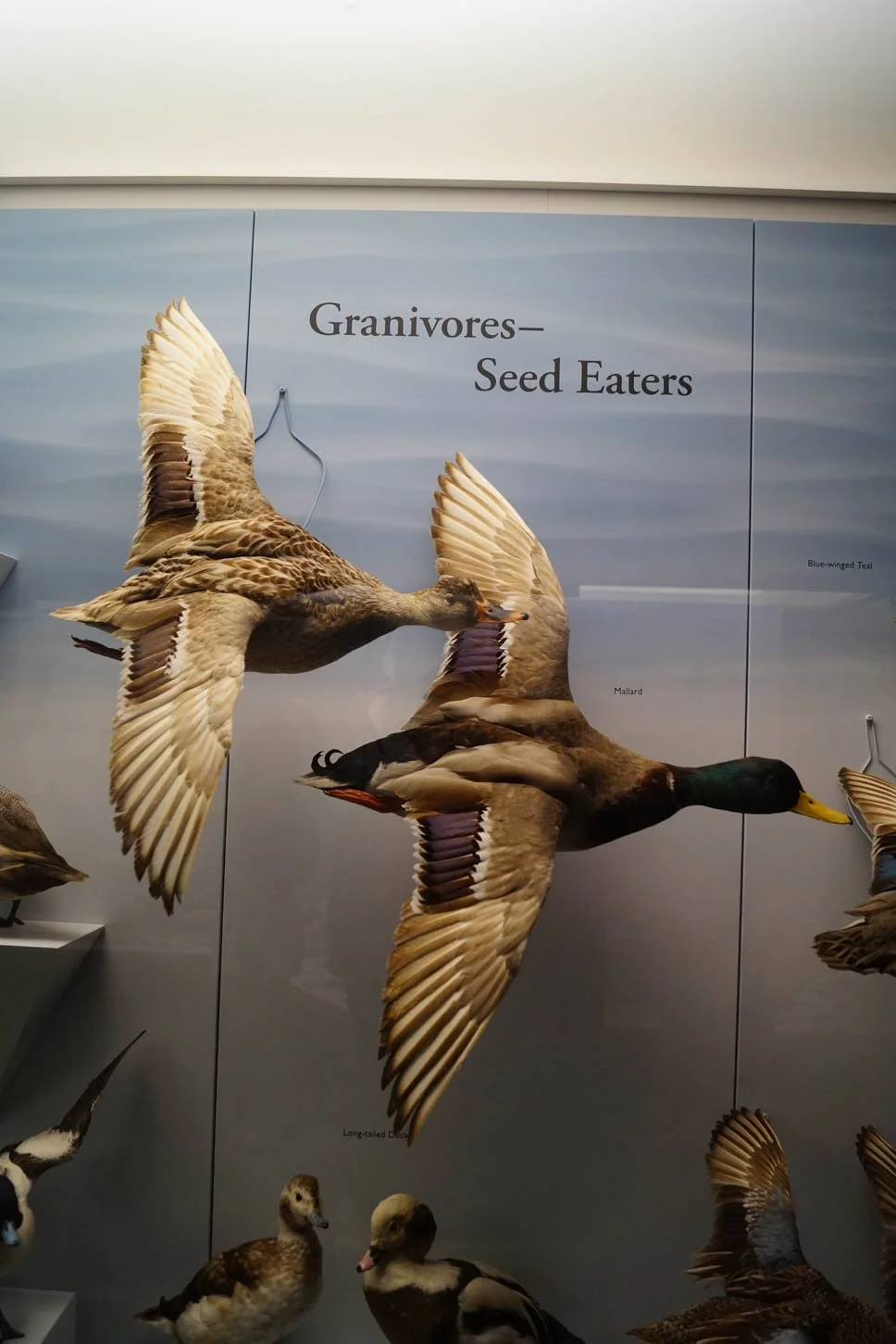 Museum of Natural History: Mallard