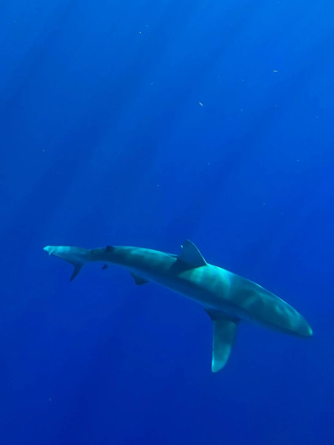Shark Diving off Oahu - Galapagos Shark