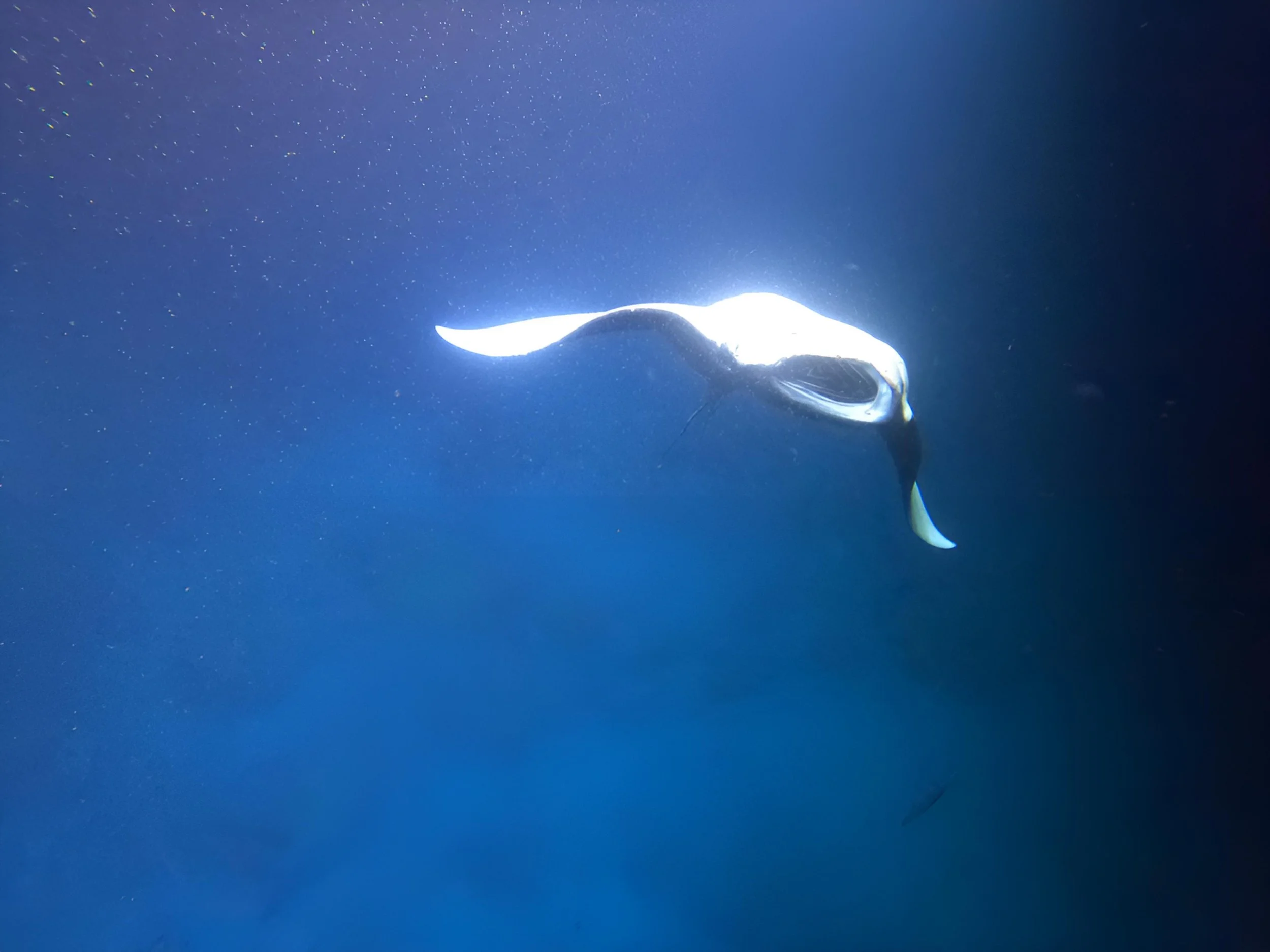 Big Island Hawaii - The Manta Rays feed by opening their mouths and doing big backwards arcs through the water.