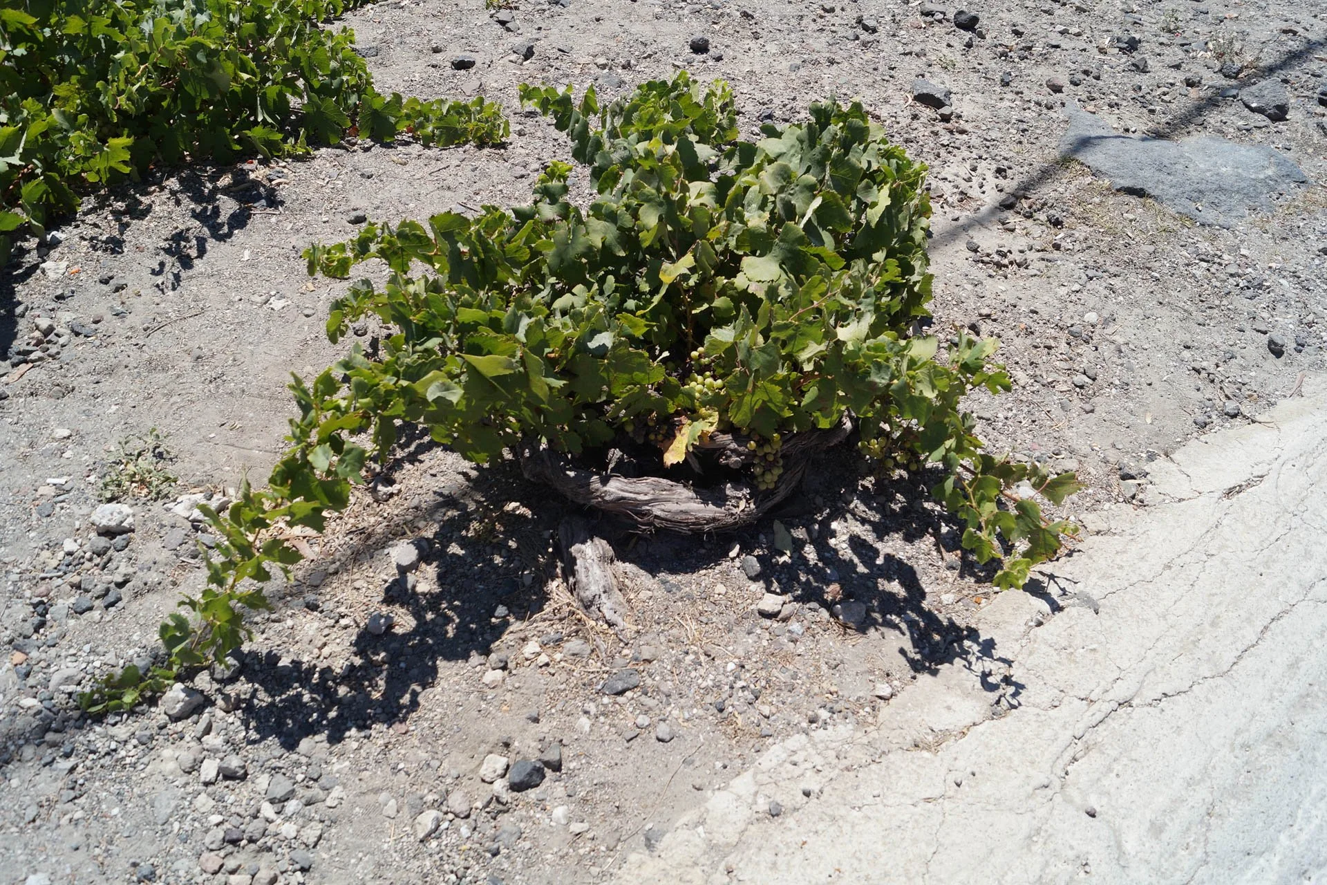 Santorini - Grapevines