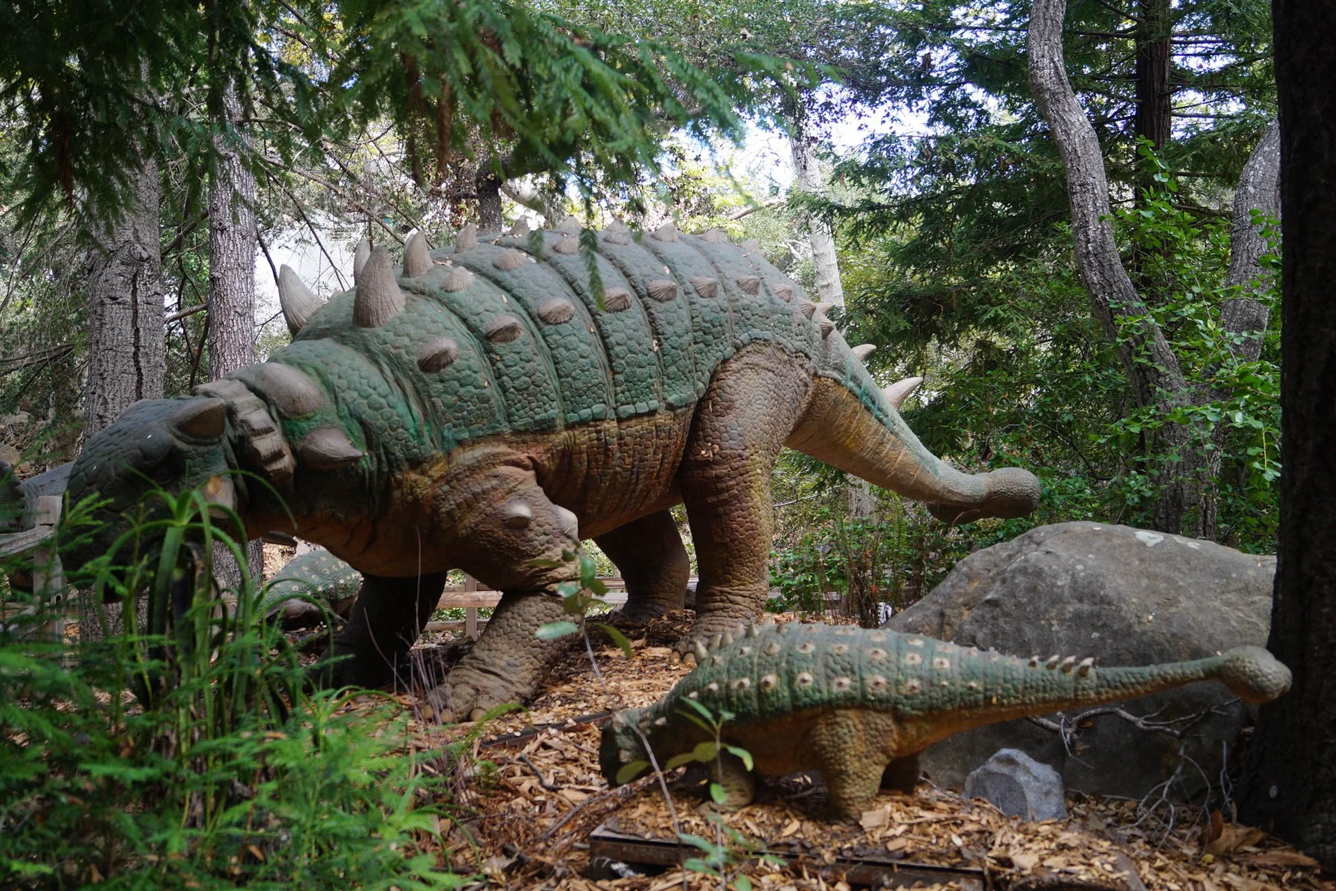 Museum of Natural History: Euoplocephalus