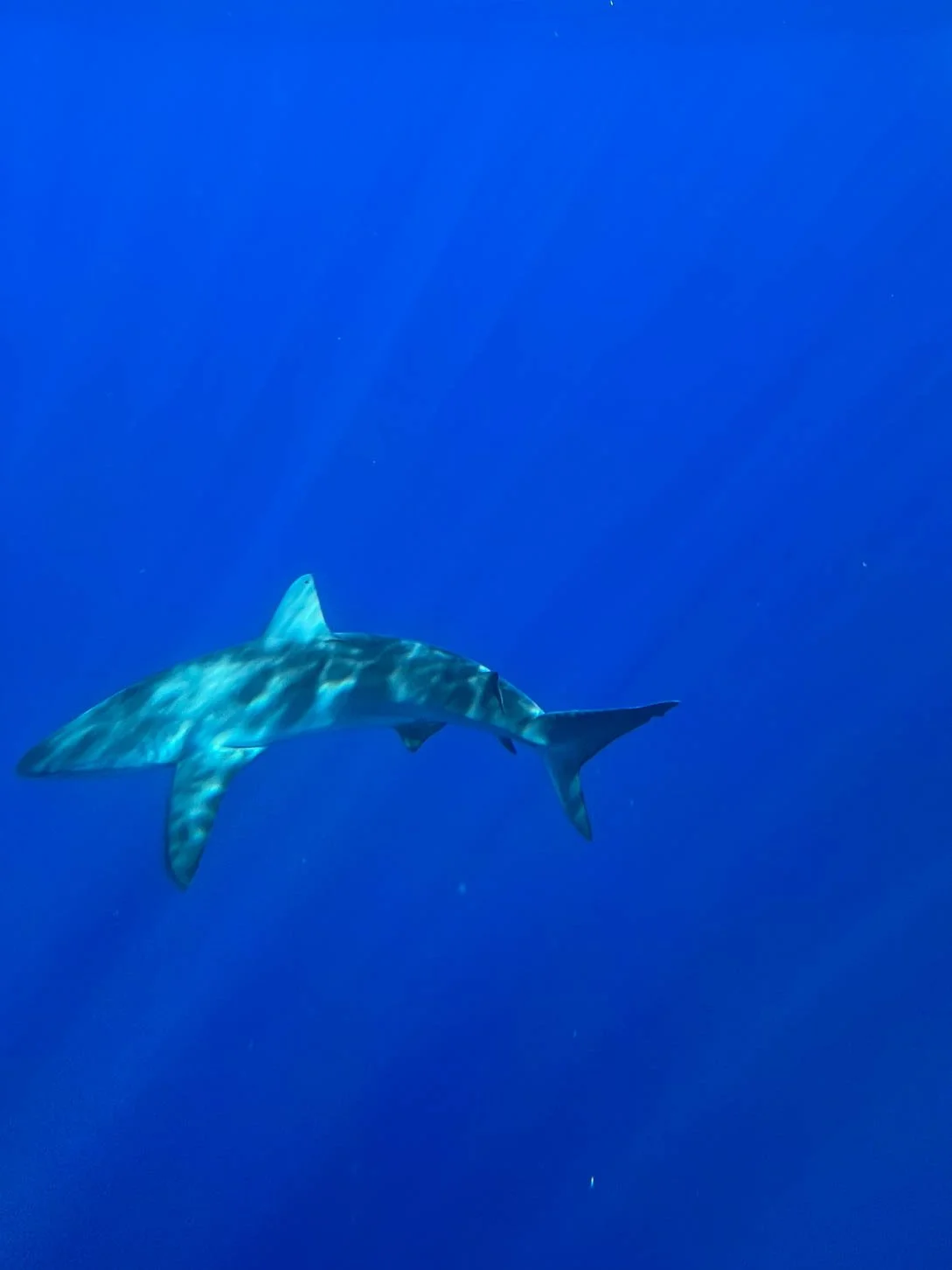 Shark Diving off Oahu - Galapagos Shark