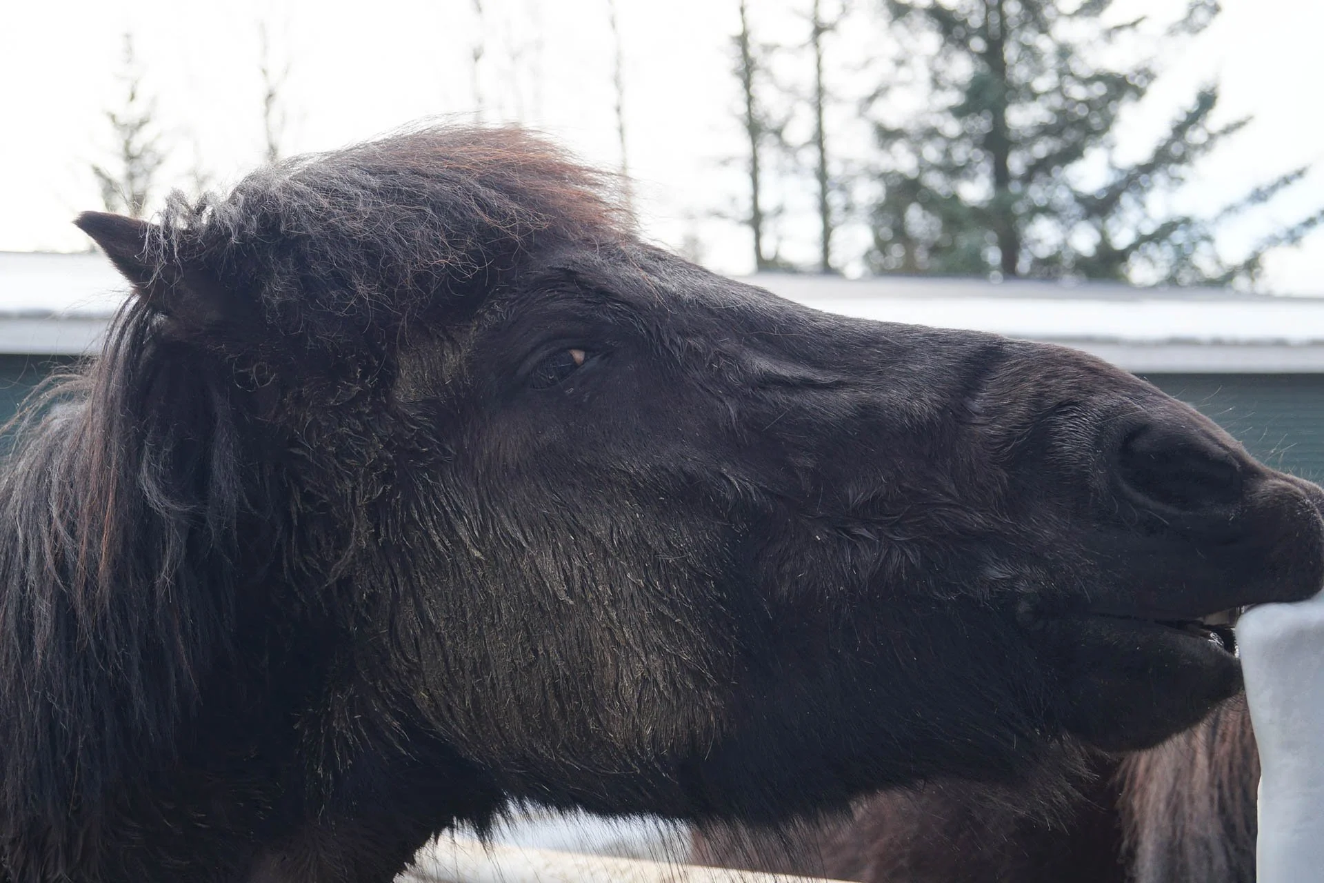 Friðheimar - Icelandic Horse