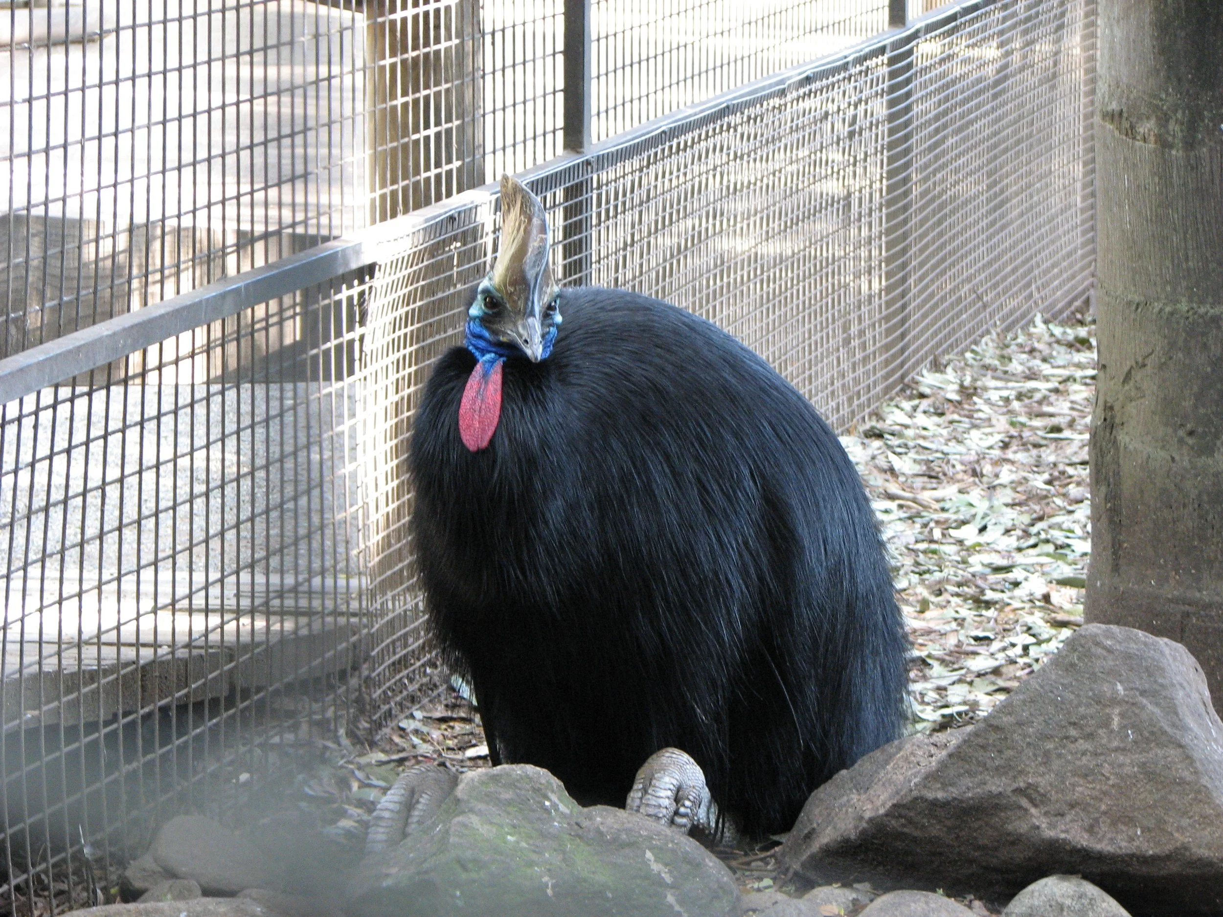 Featherdale Sydney Wildlife Park - Cassowary