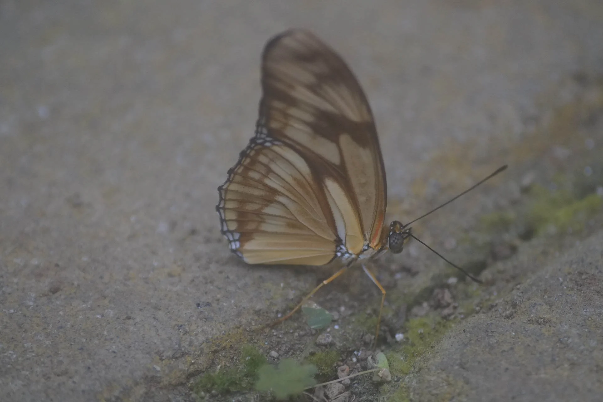 Butterfly Garden at Selvatura Park