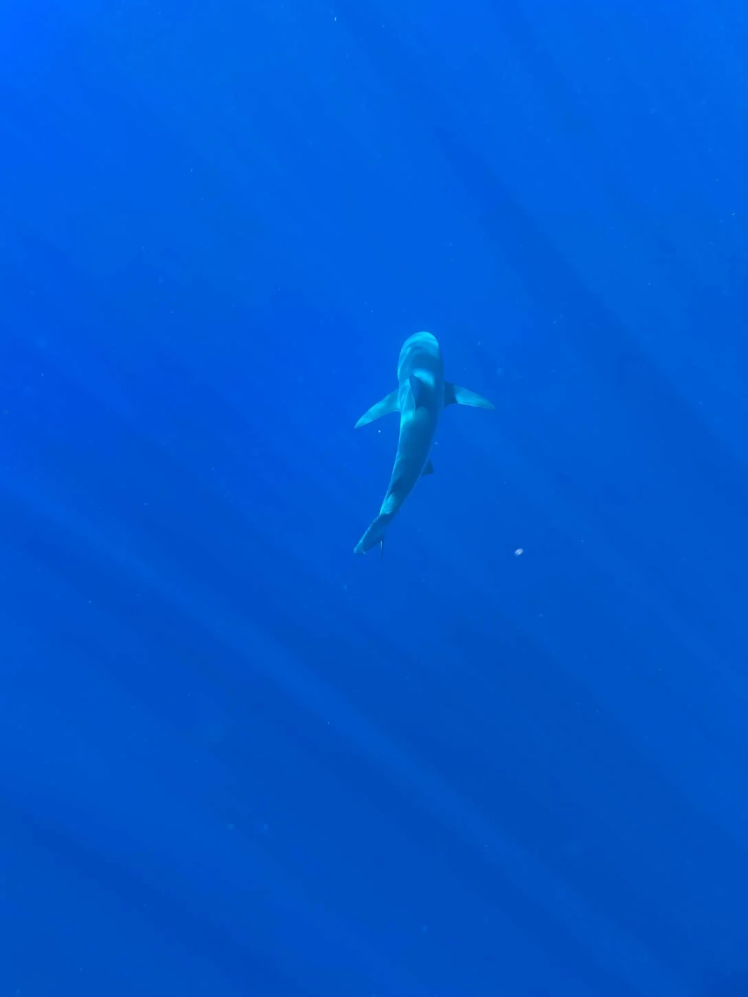 Shark Diving off Oahu - Galapagos Shark