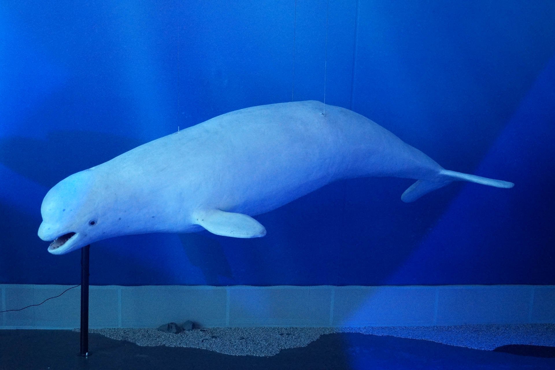 After the whale watching excursion, we went to the Whales of Iceland Exhibit. It has a number of life-sized models of various whales. This is a model of a Beluga.