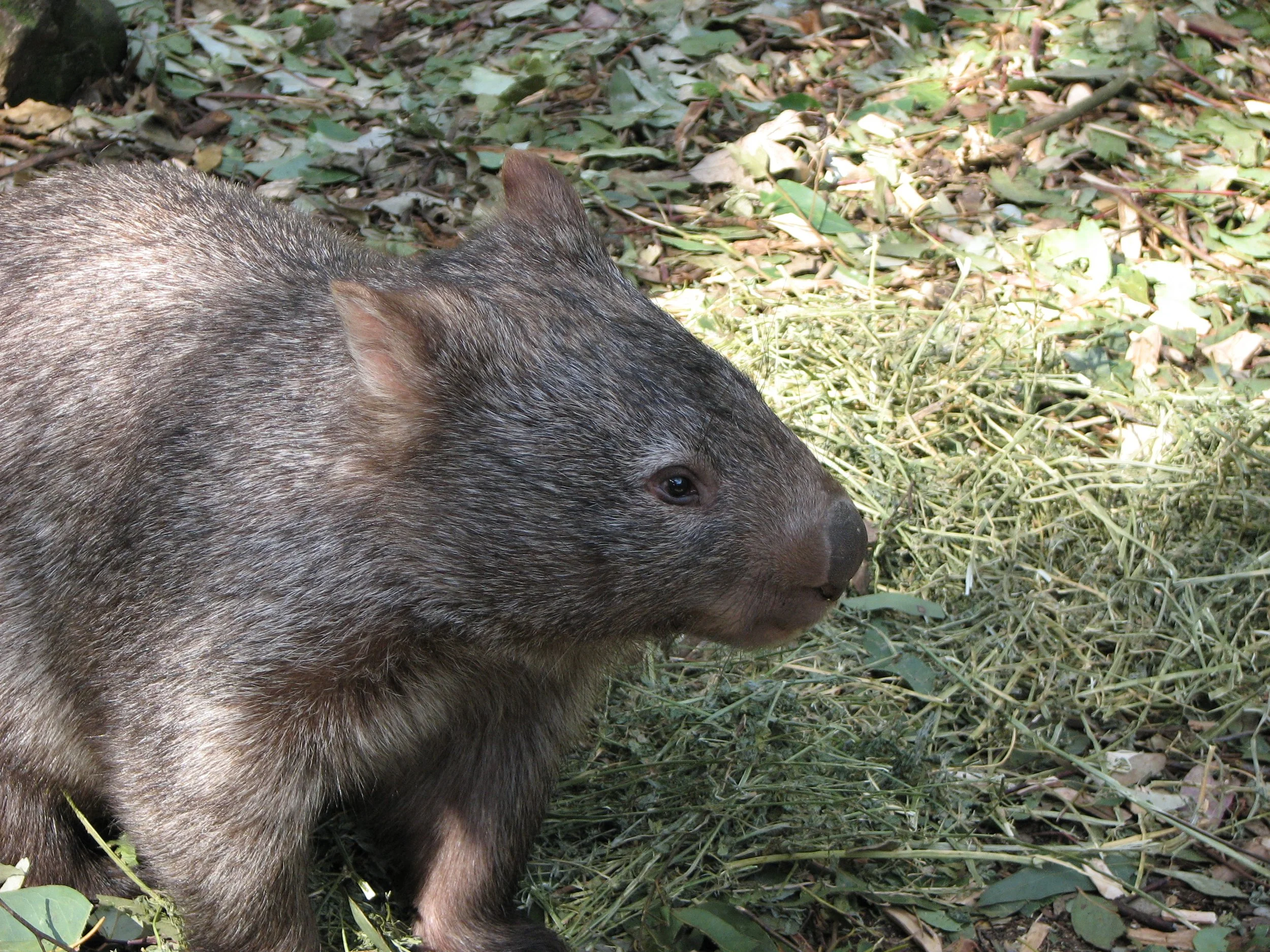 Featherdale Sydney Wildlife Park - Wombat