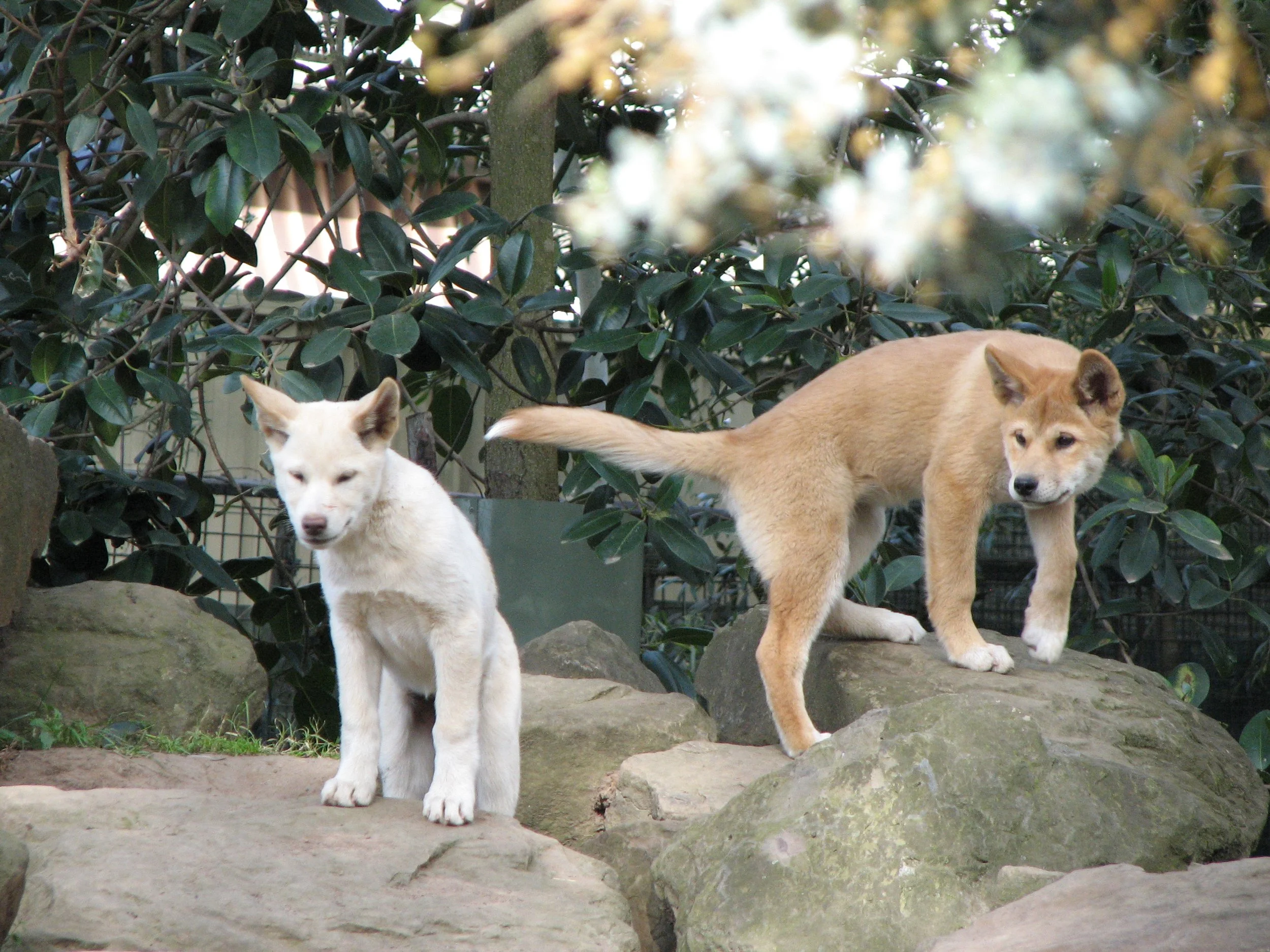Featherdale Sydney Wildlife Park - Dingo puppies