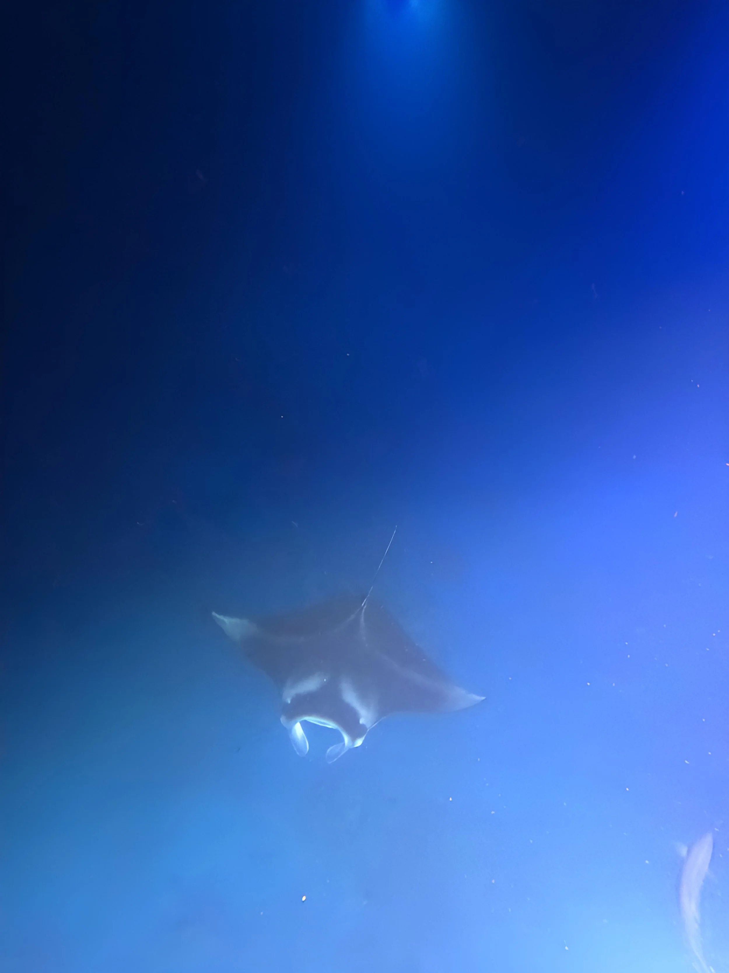 Big Island Hawaii - Manta Ray