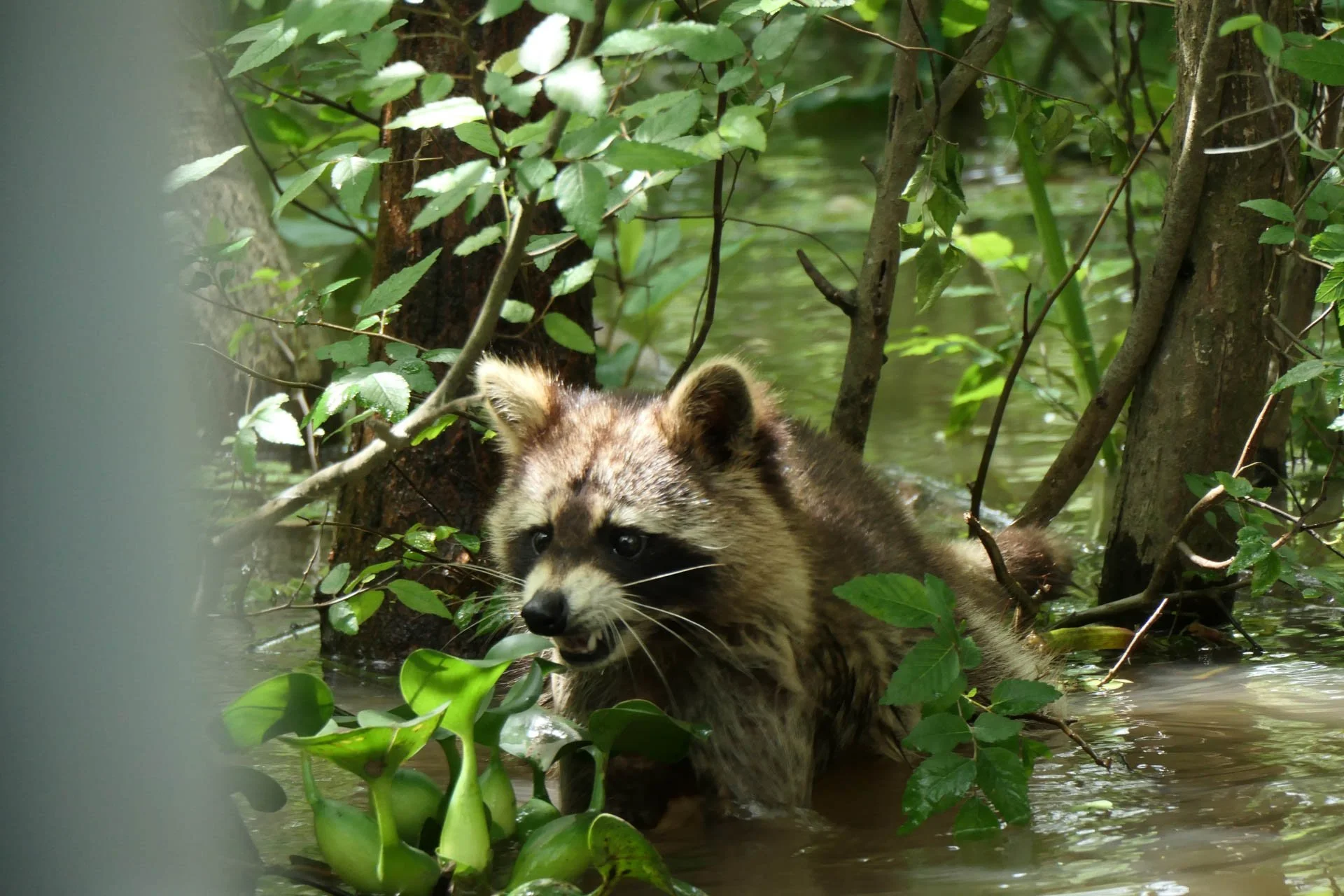 Cajun Experiences Swam Tour -Raccoon