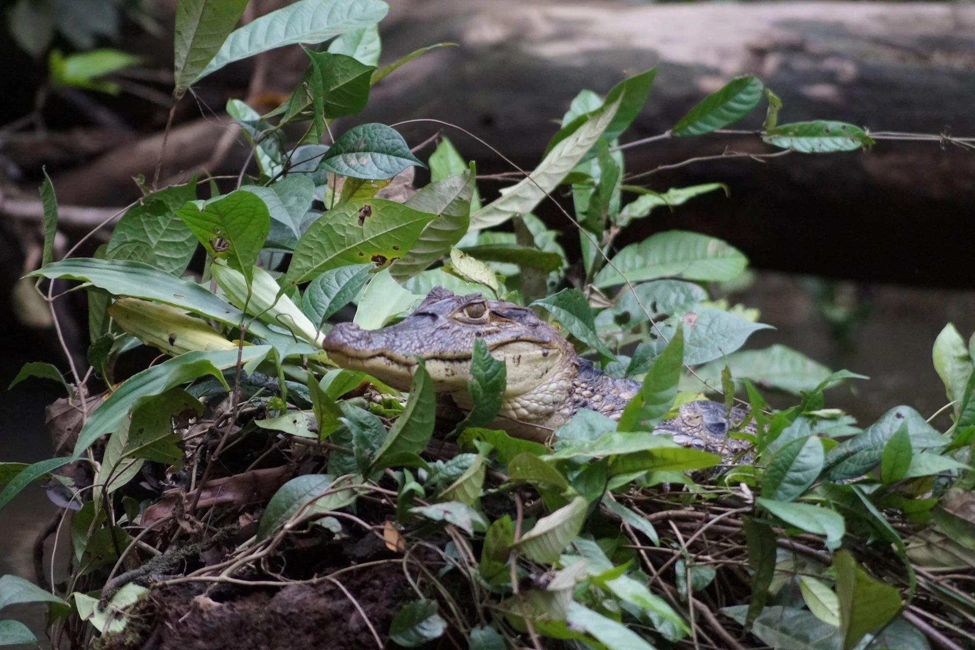 Mawamba Lodge - Spectacled Caiman at Tortuguero National Park