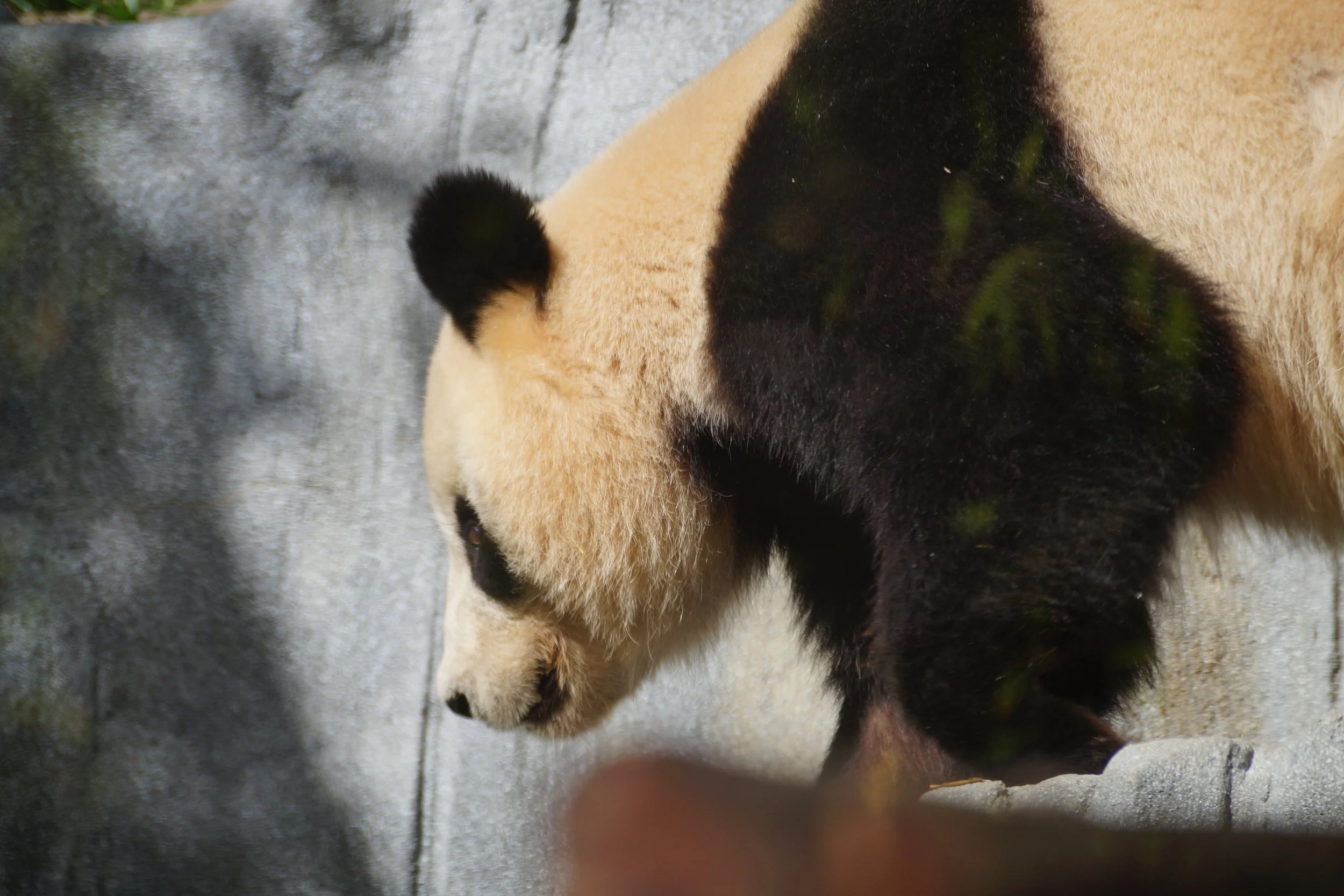San Diego Zoo: Giant Panda