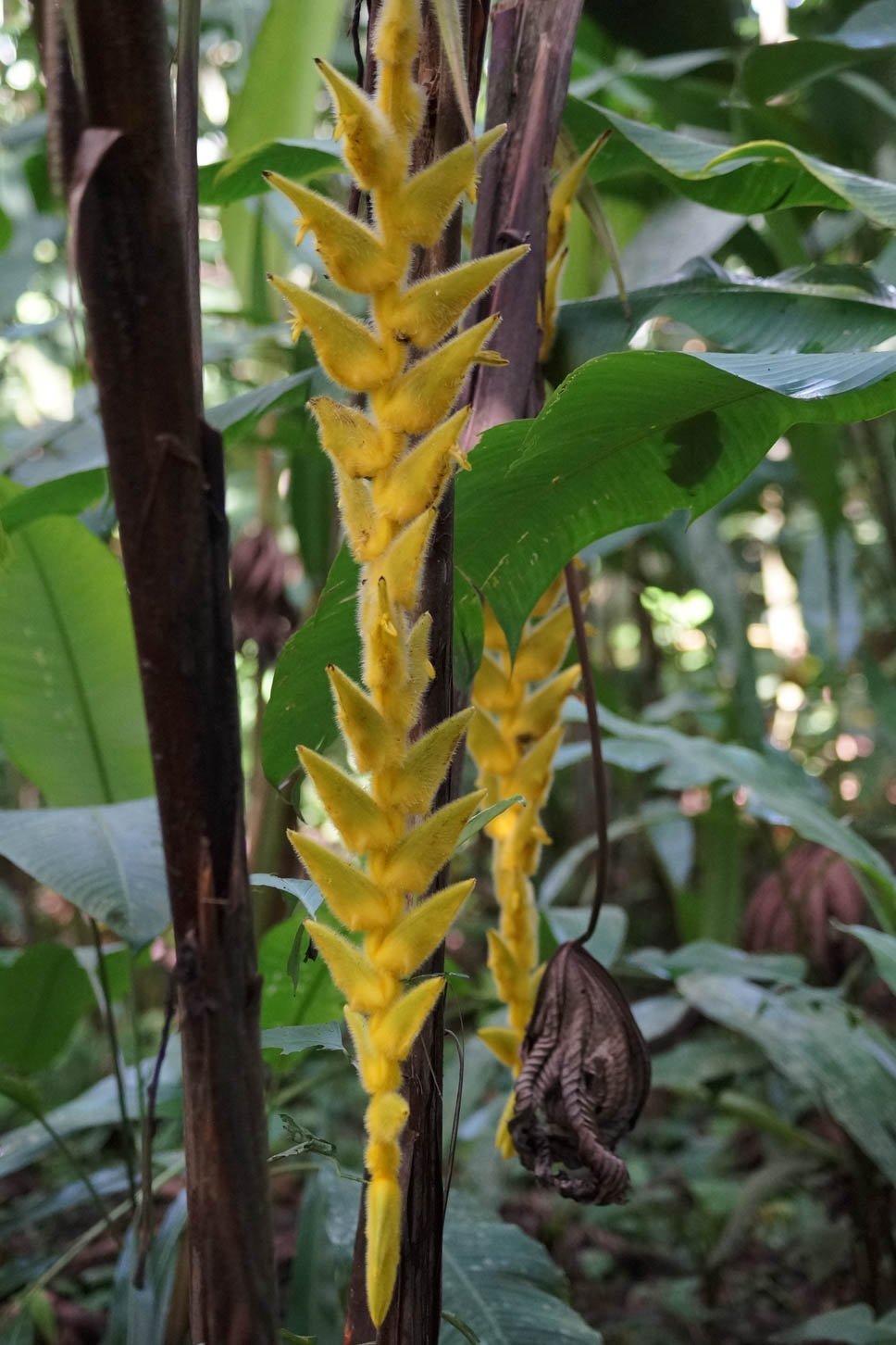 Ecocentro Danaus - Heliconia