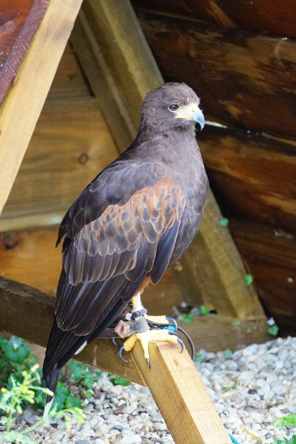 Chateau-Fort de Bouillon, Harris's Hawk