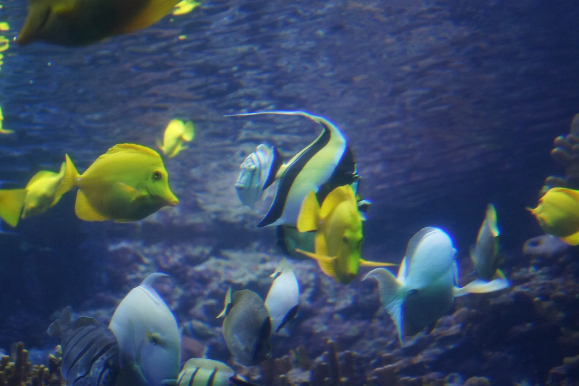 Maui - Maui Ocean Center