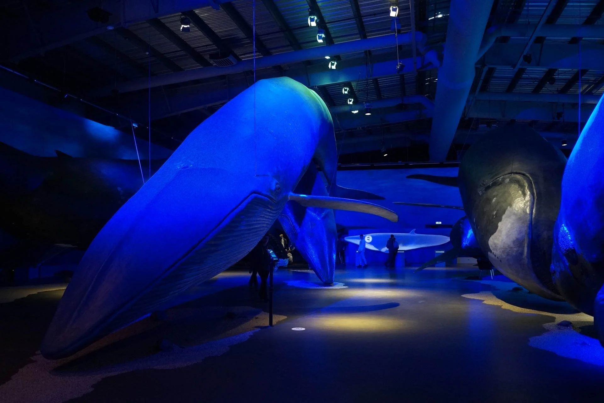 Whales of Iceland Exhibit - Blue Whale