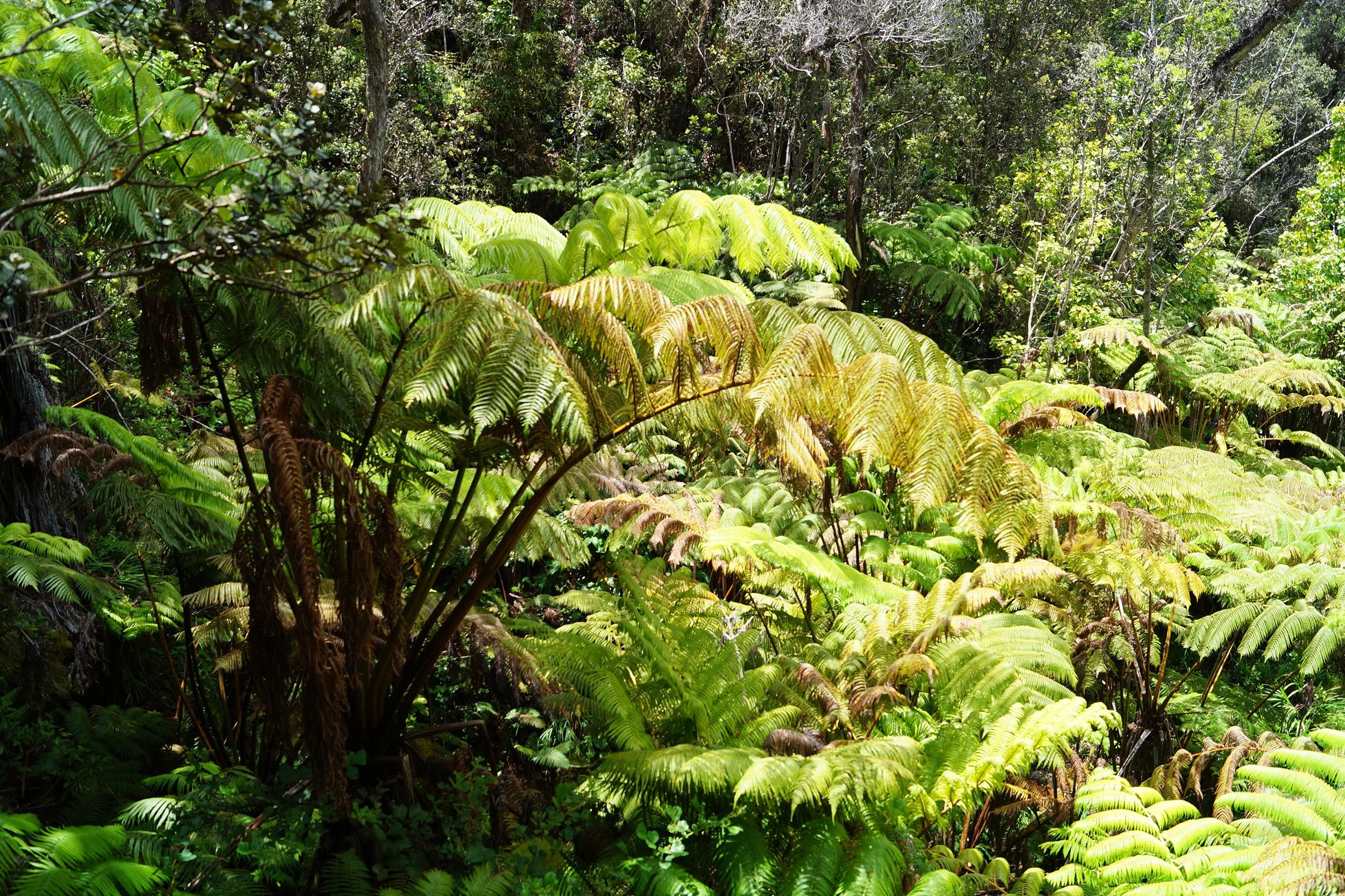 Volcanoes National Park - Canopy Along Thurston Lava Tube Hike