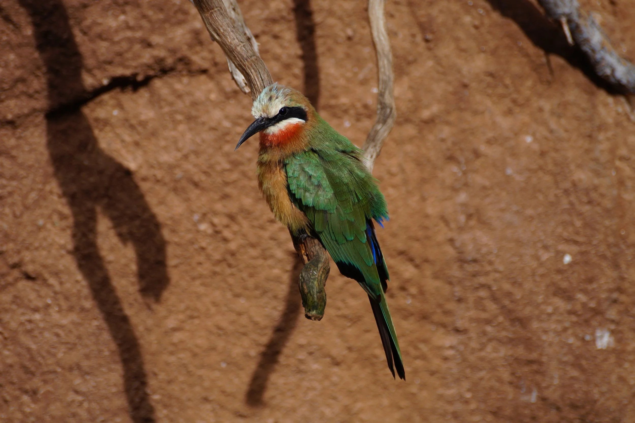 San Diego Zoo: White Fronted Bee Eater