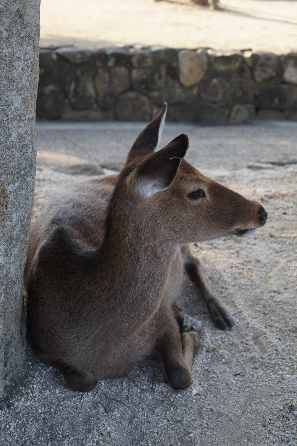 Hiroshima - Deer at Miyajima Island