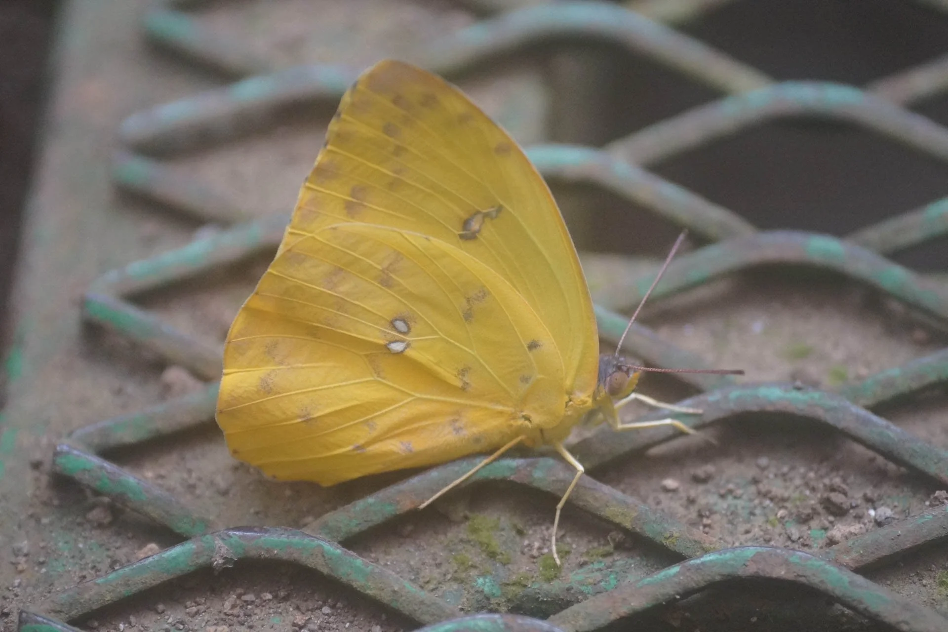 Butterfly Garden at Selvatura Park