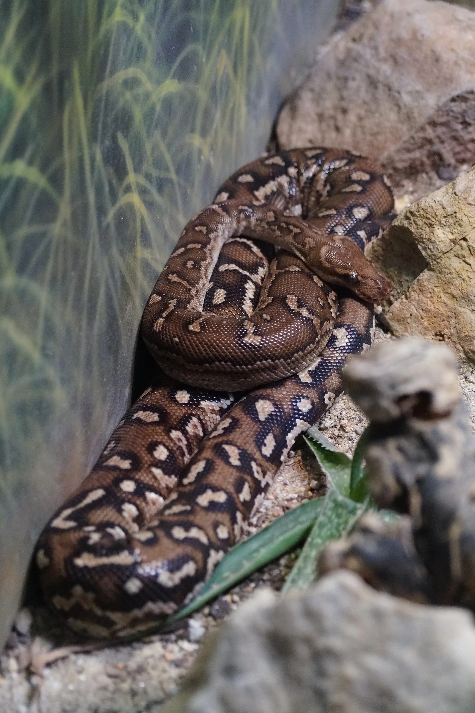 San Diego Zoo: Angolan Python