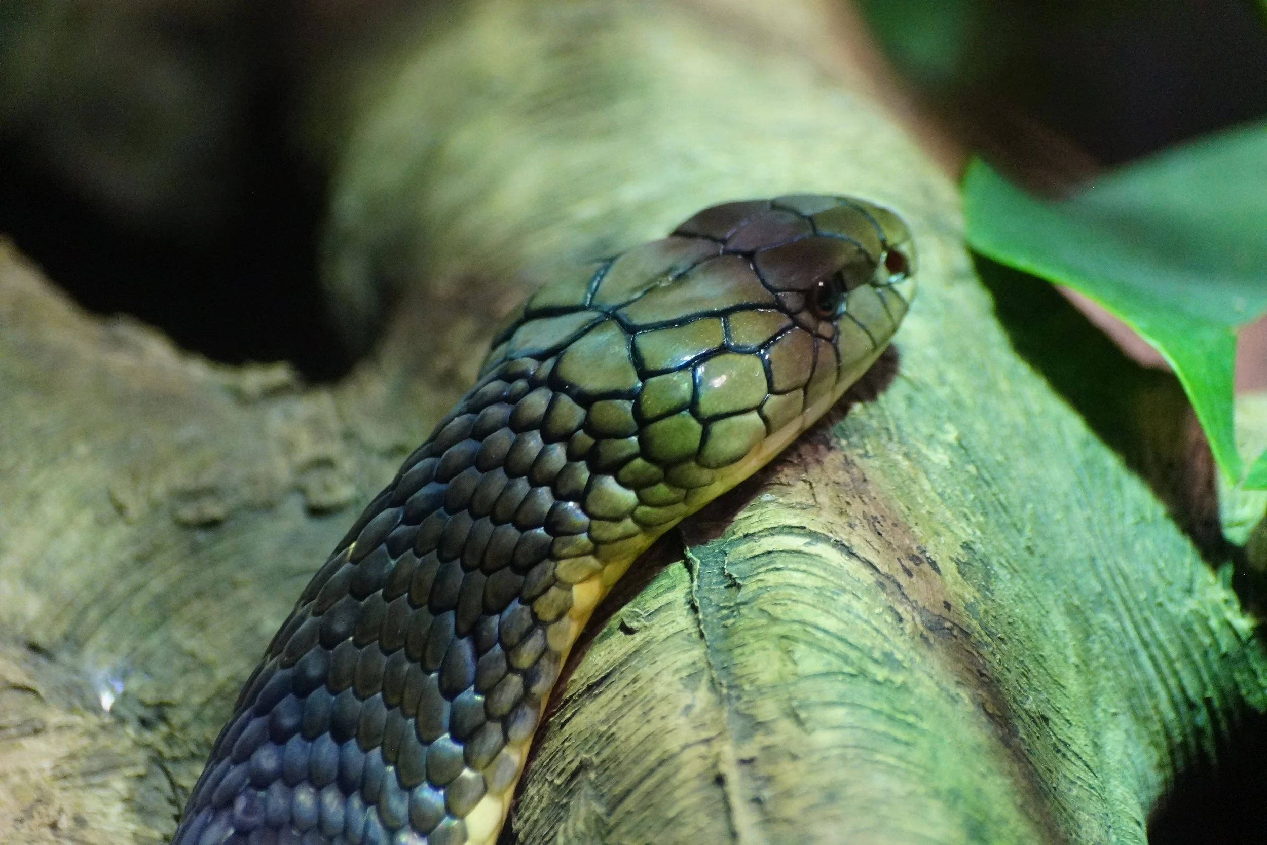 San Diego Zoo: King Cobra