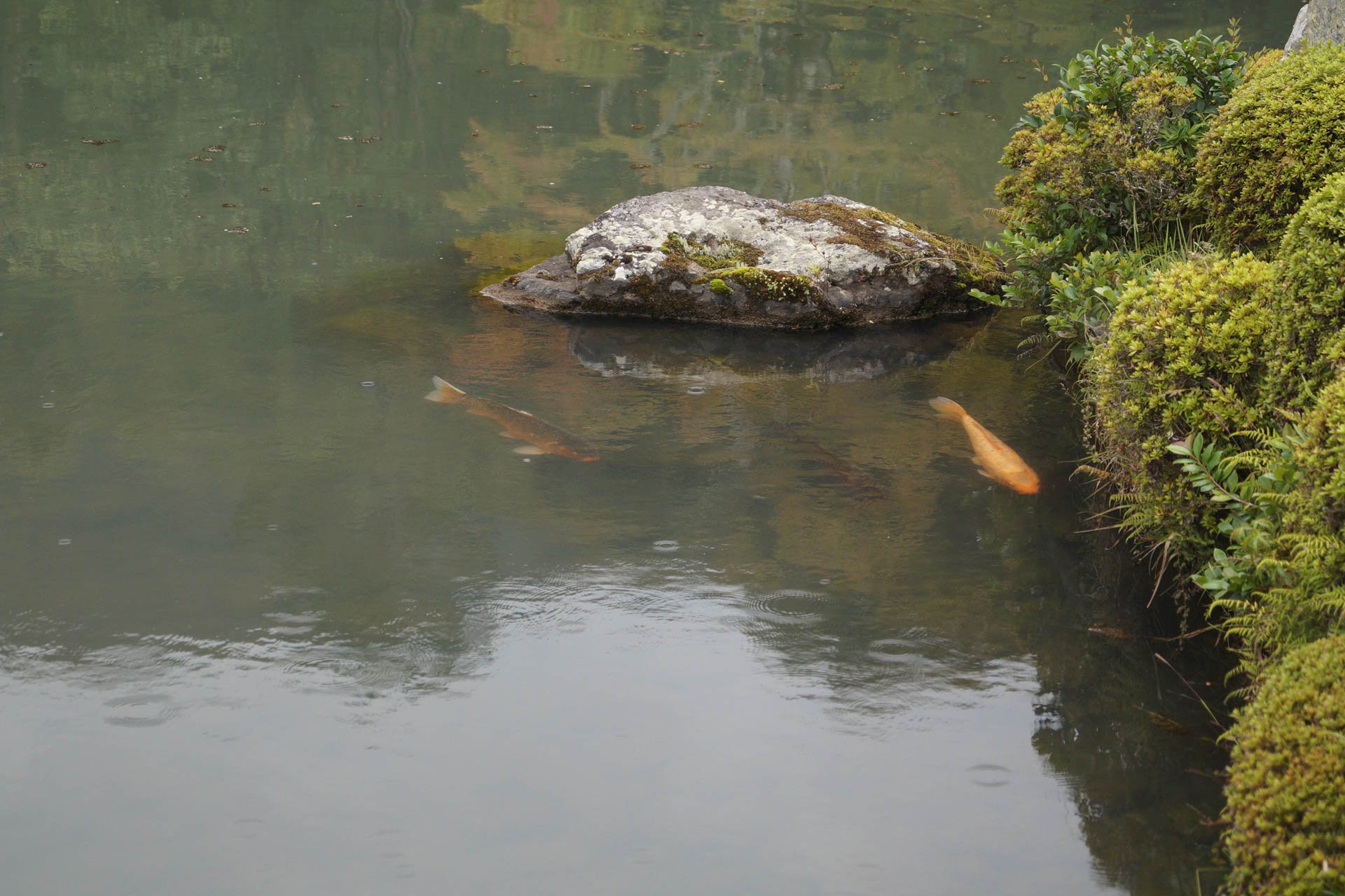 Kyoto - Koi at Tenryu-ji Temple