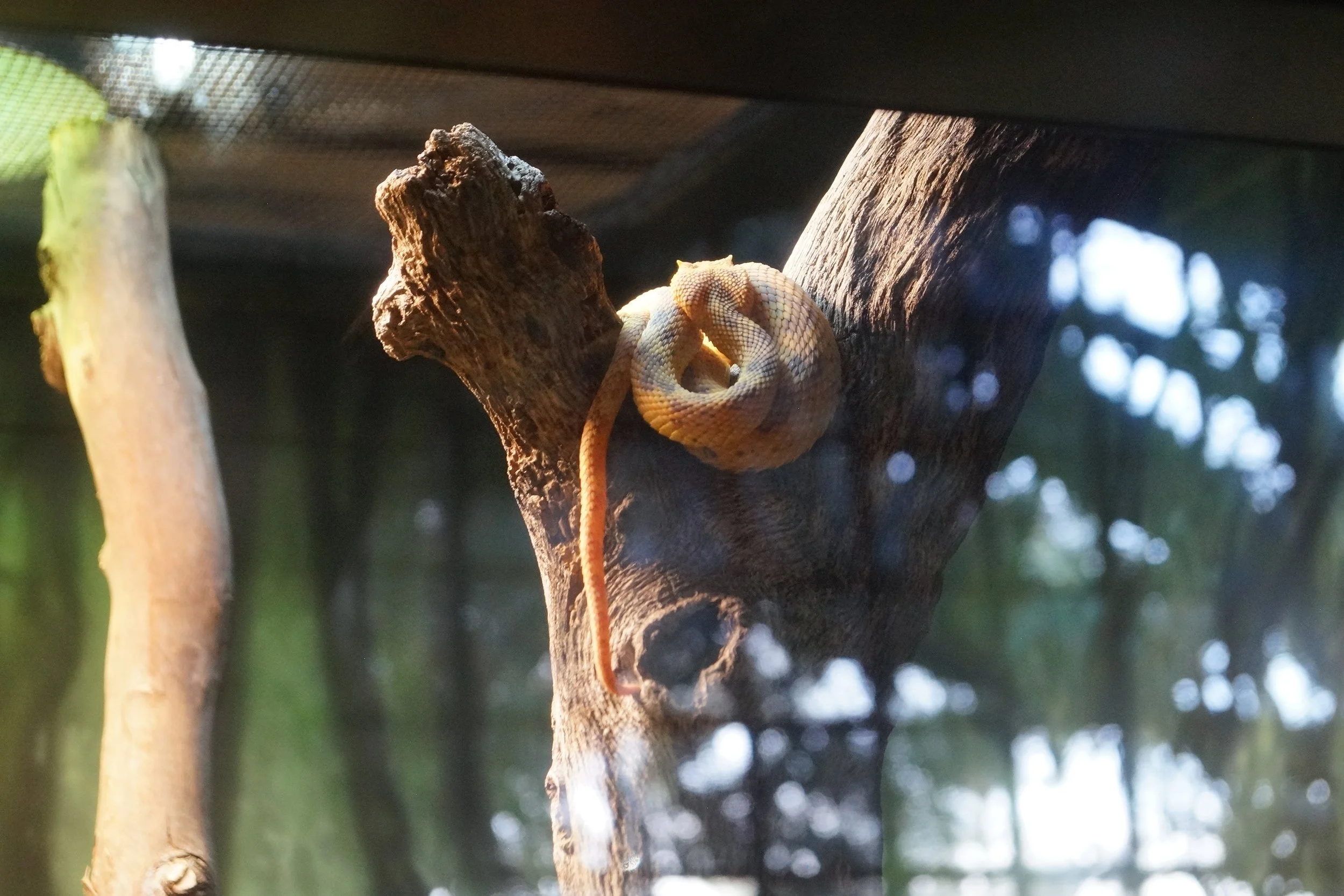 San Diego Zoo: Eyelash Palm Pit Viper