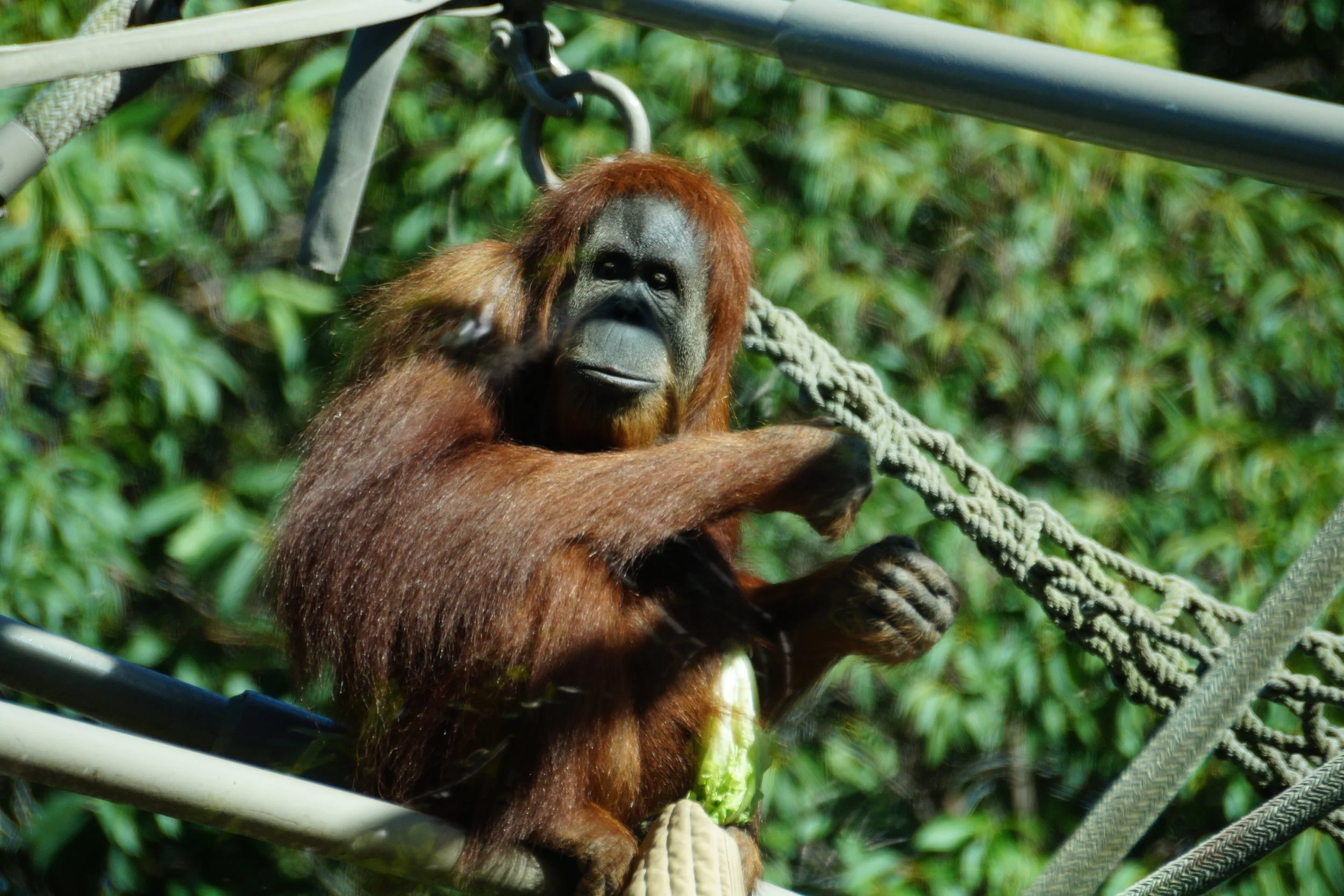 San Diego Zoo: Orangutan 