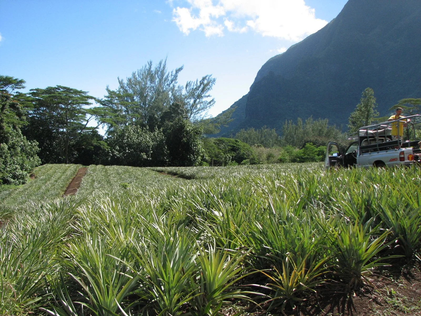 Moorea