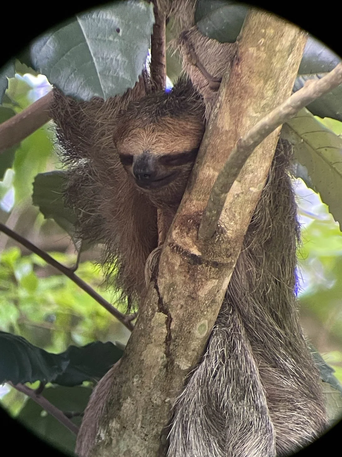 Sloth