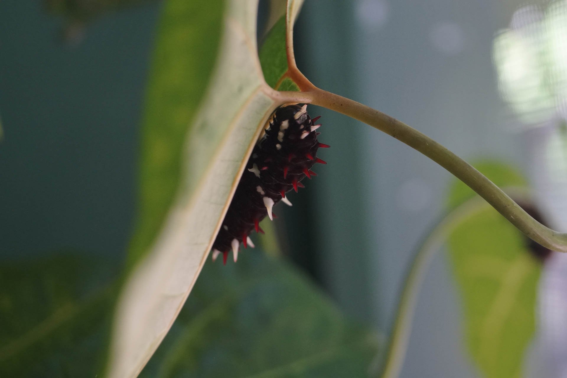 Ecocentro Danaus - Caterpillars 
