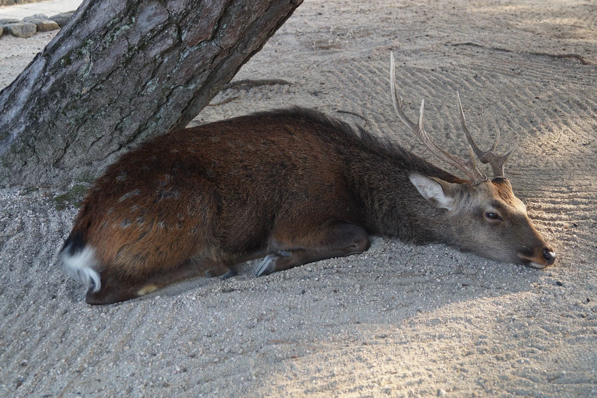 Hiroshima - Deer at Miyajima Island