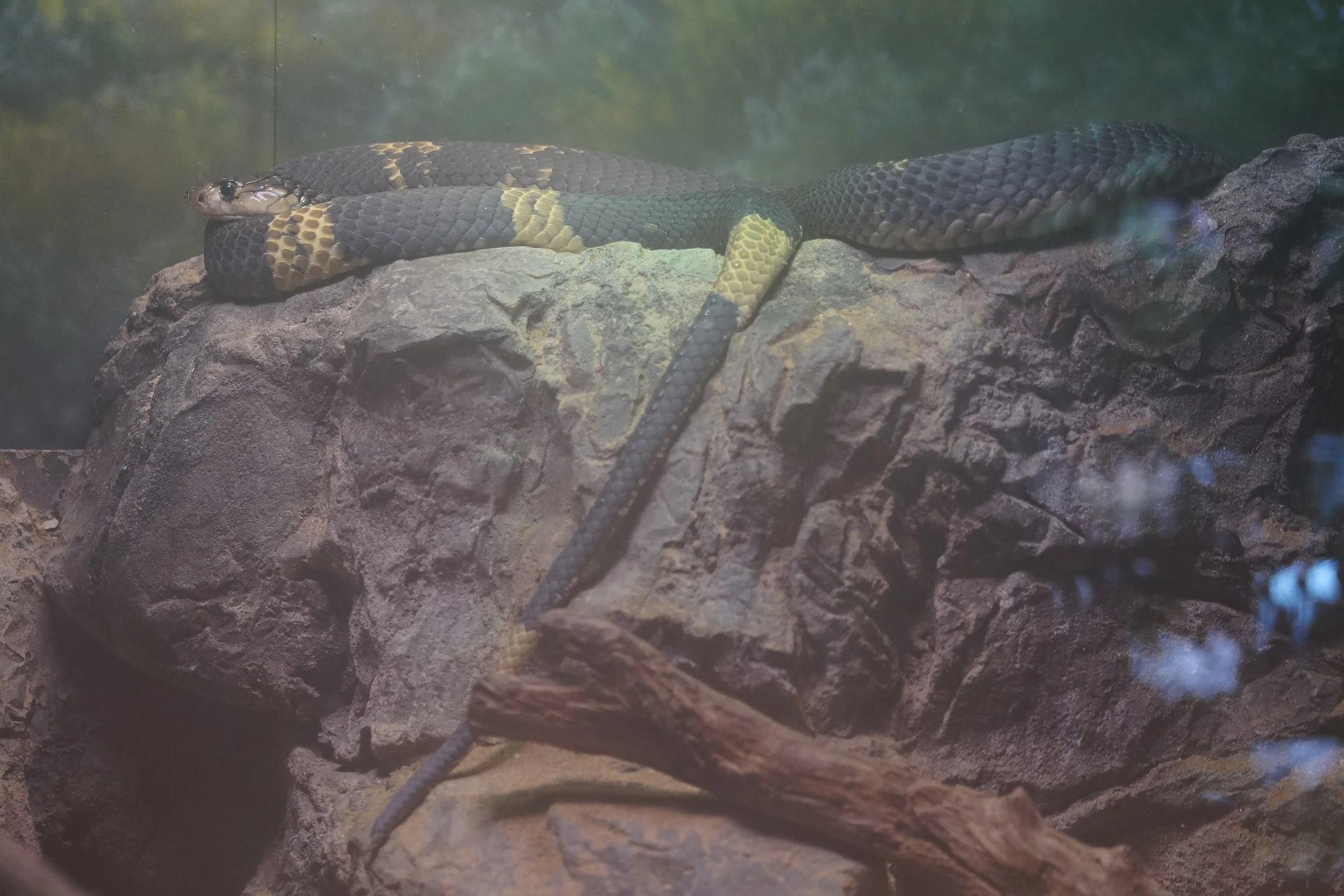 San Diego Zoo: Shouted Cobra